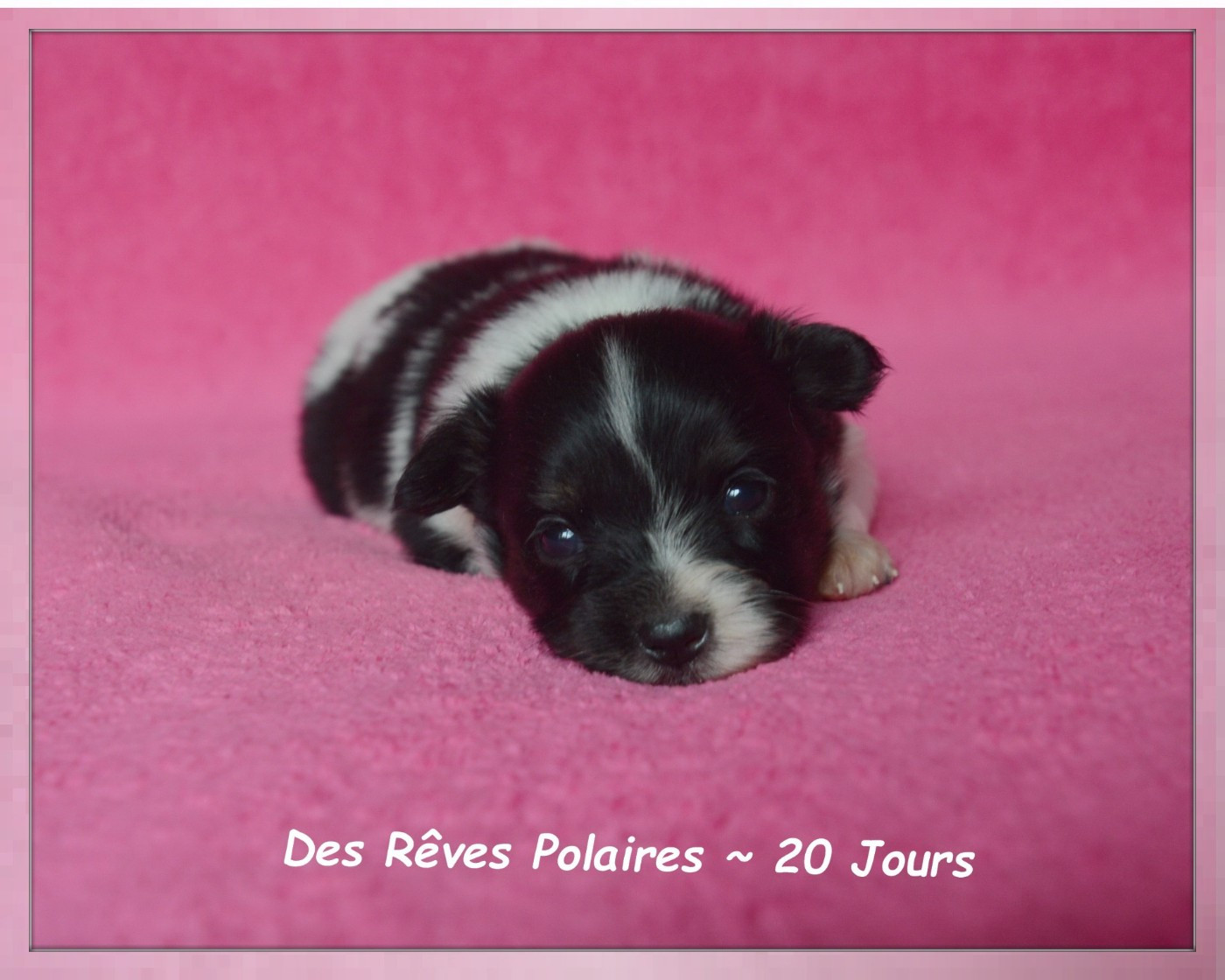 des rèves polaires - Chiots disponibles - Epagneul nain Continental (Papillon)