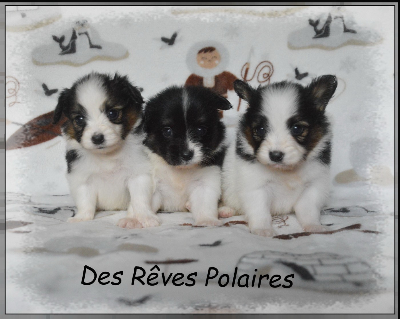 Chiot Epagneul nain Continental (Papillon) des rèves polaires