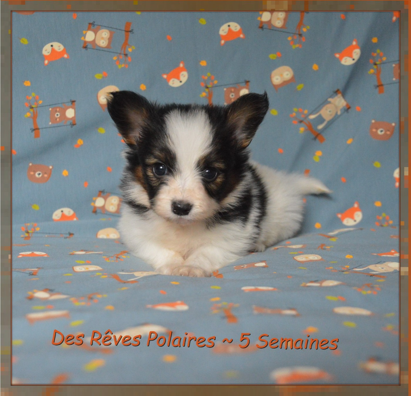 des rèves polaires - Chiots disponibles - Epagneul nain Continental (Papillon)