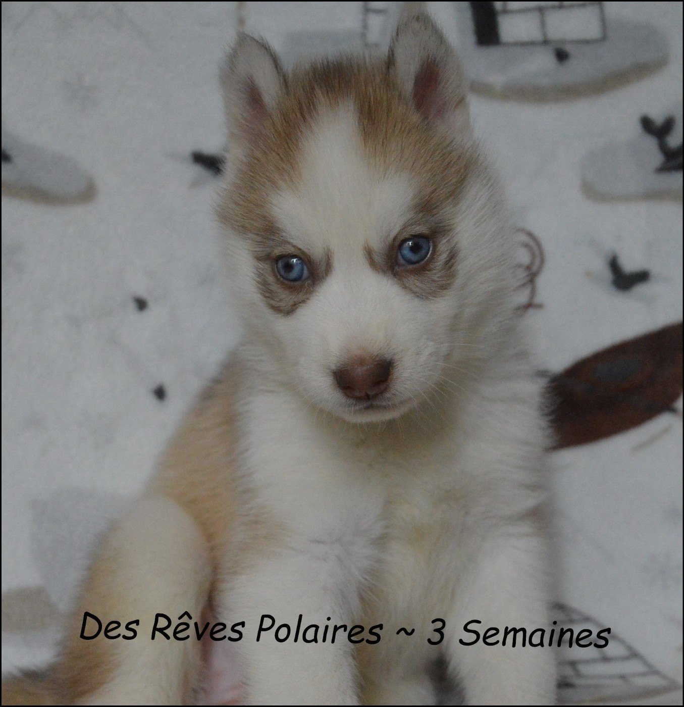 des rèves polaires - Chiots disponibles - Siberian Husky