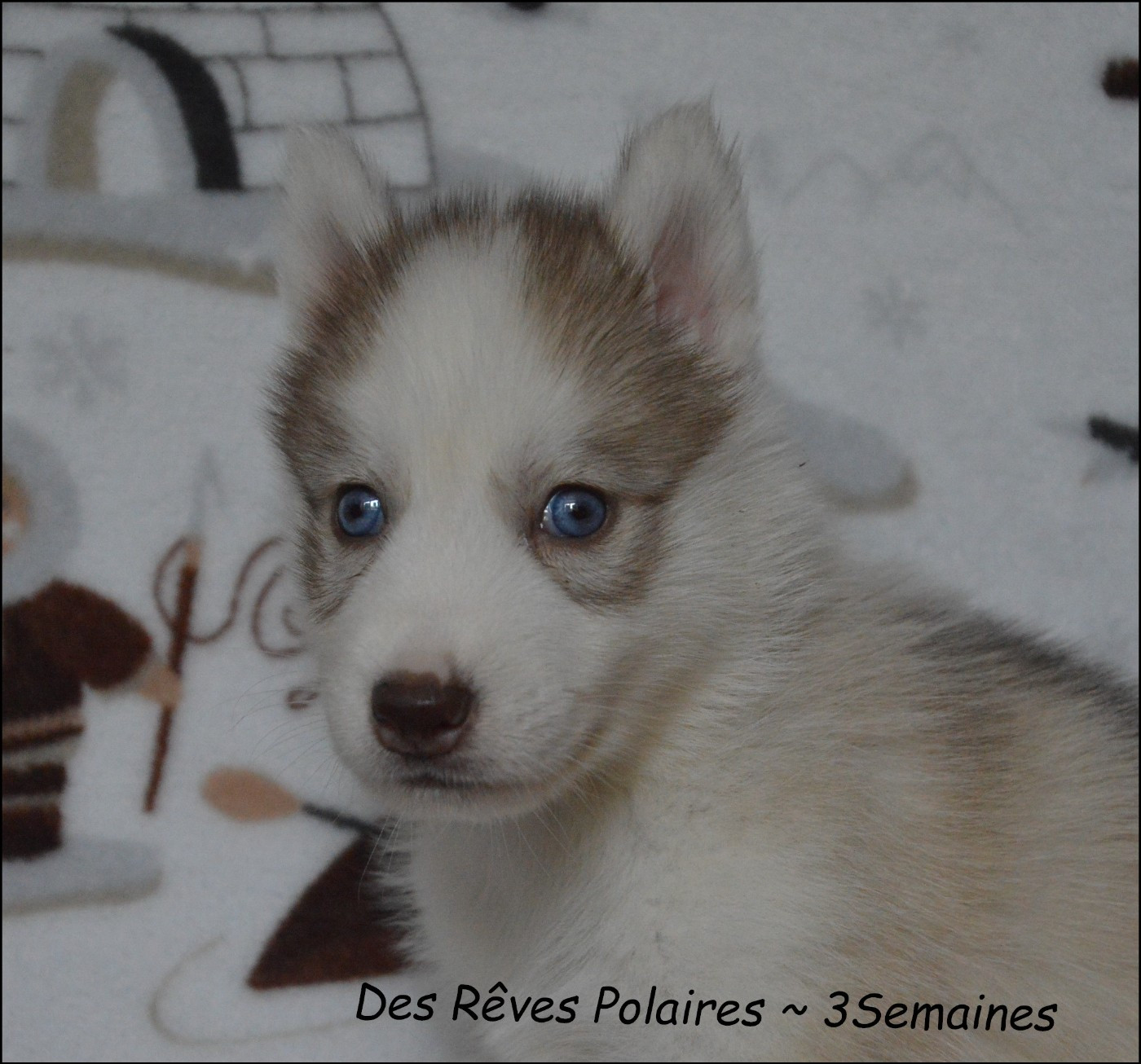 des rèves polaires - Chiots disponibles - Siberian Husky