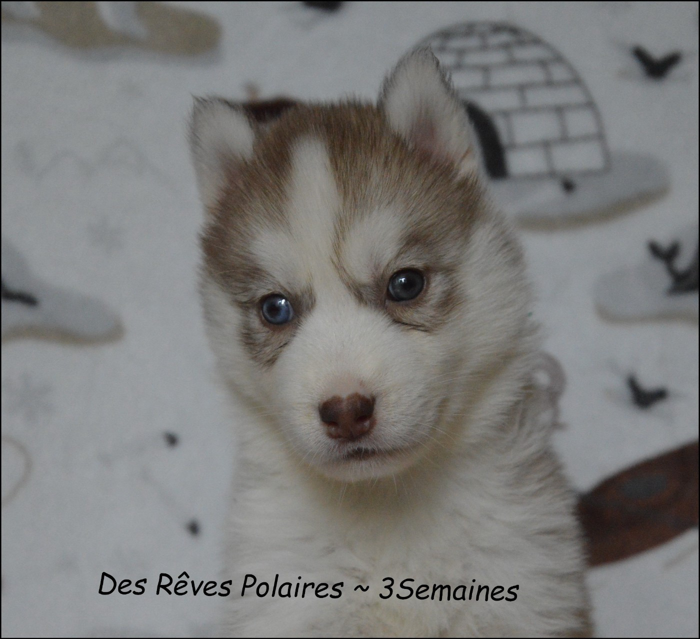 des rèves polaires - Chiots disponibles - Siberian Husky