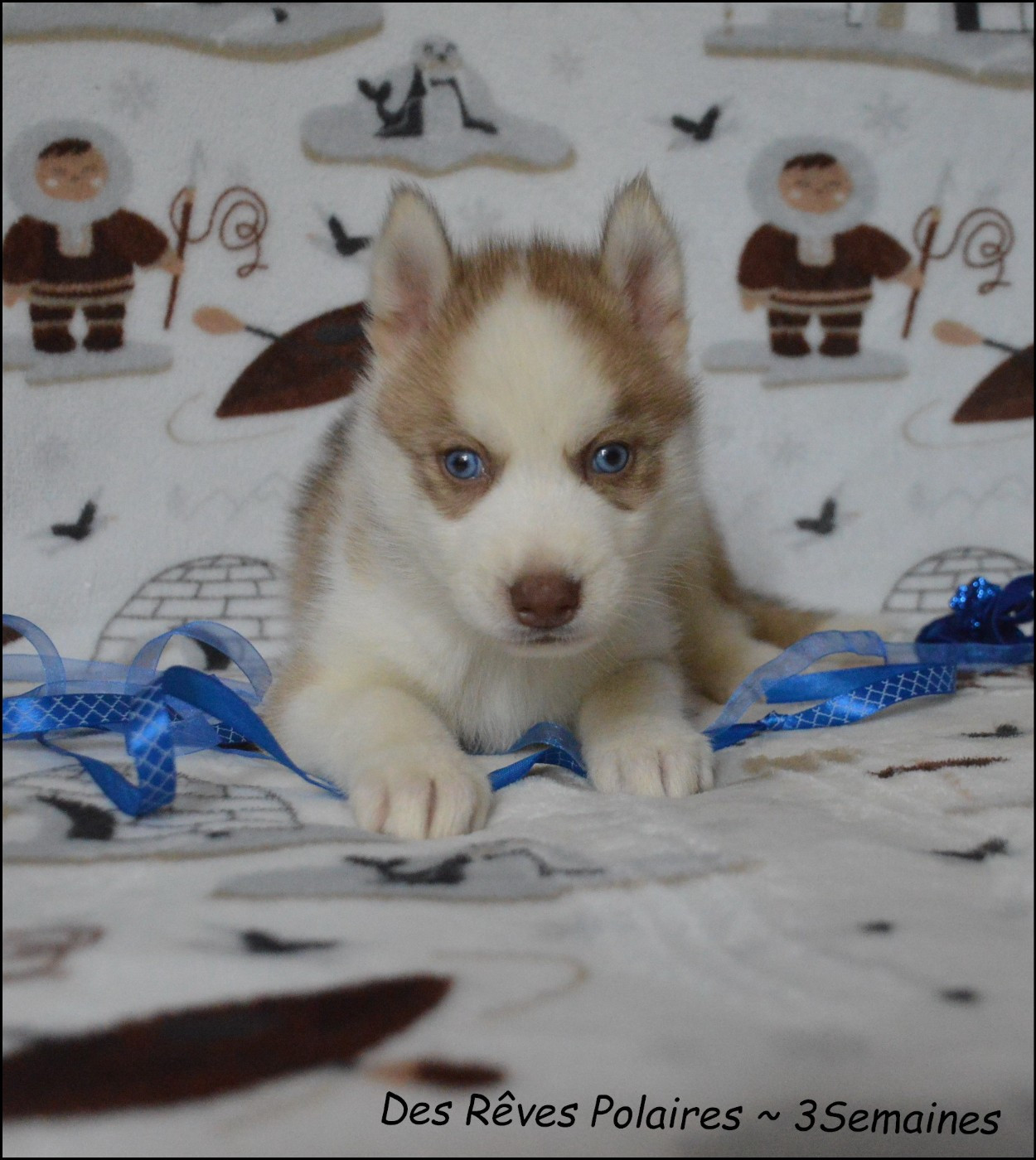des rèves polaires - Chiots disponibles - Siberian Husky