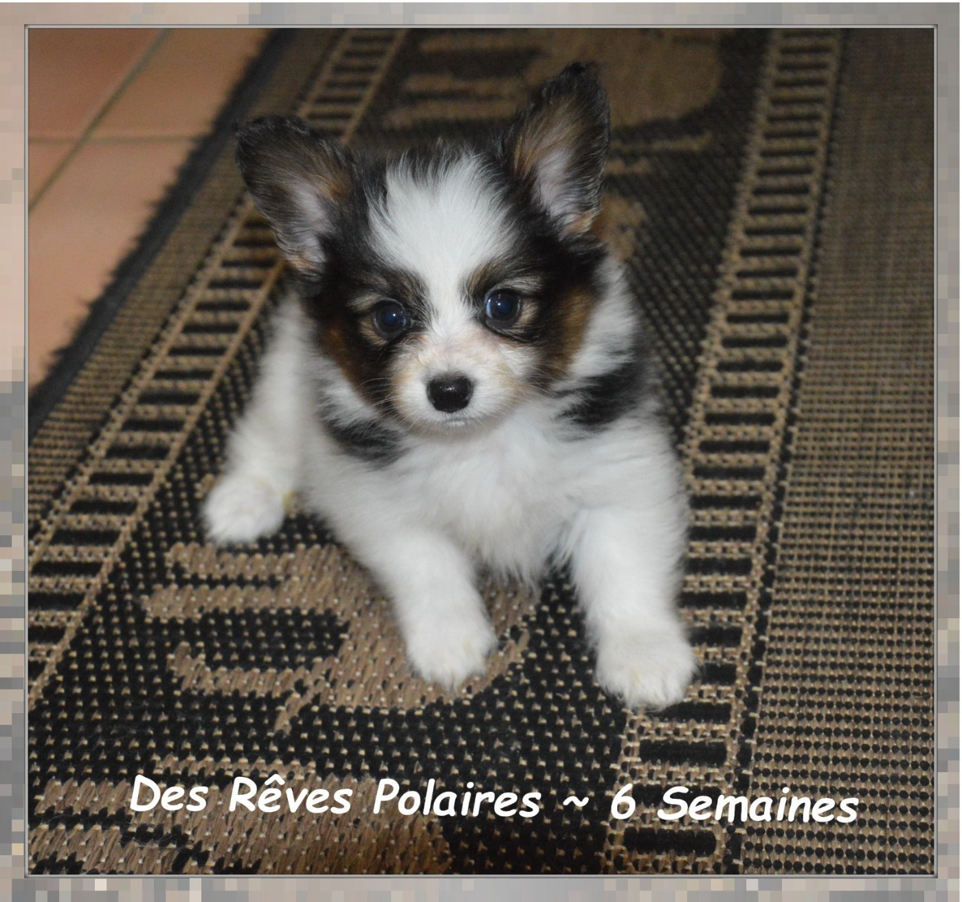 des rèves polaires - Chiots disponibles - Epagneul nain Continental (Papillon)