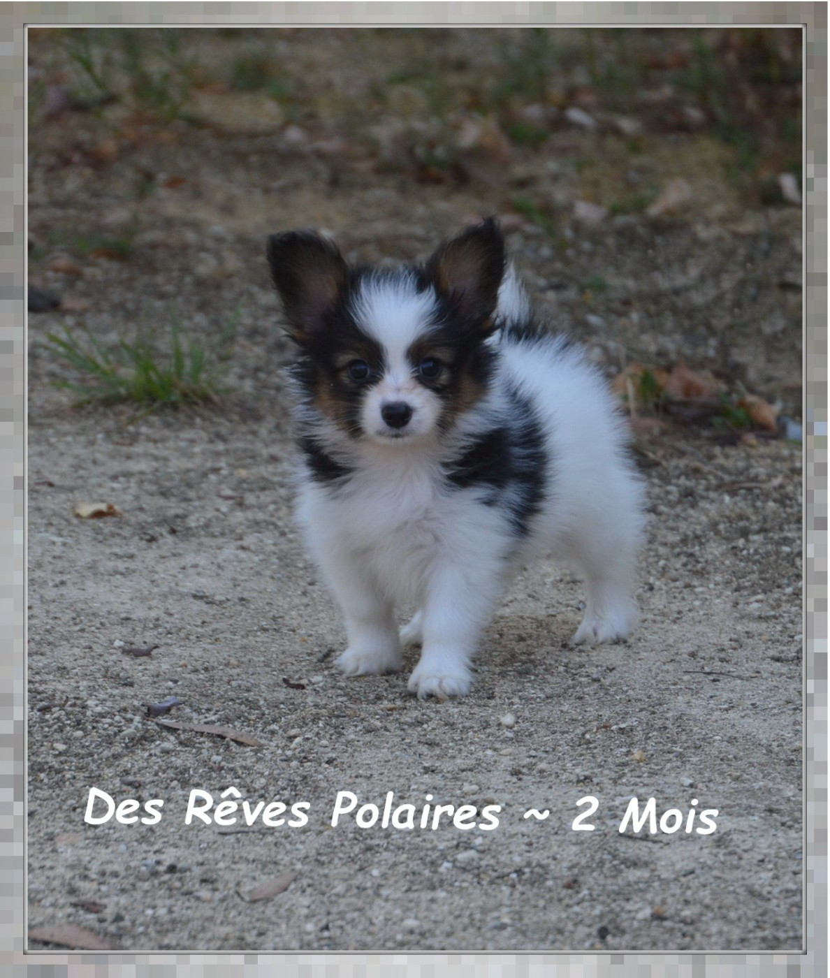 des rèves polaires - Chiots disponibles - Epagneul nain Continental (Papillon)