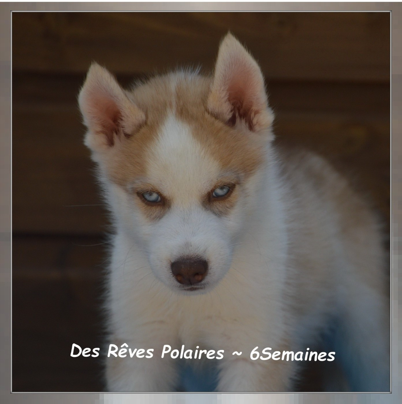 des rèves polaires - Chiots disponibles - Siberian Husky
