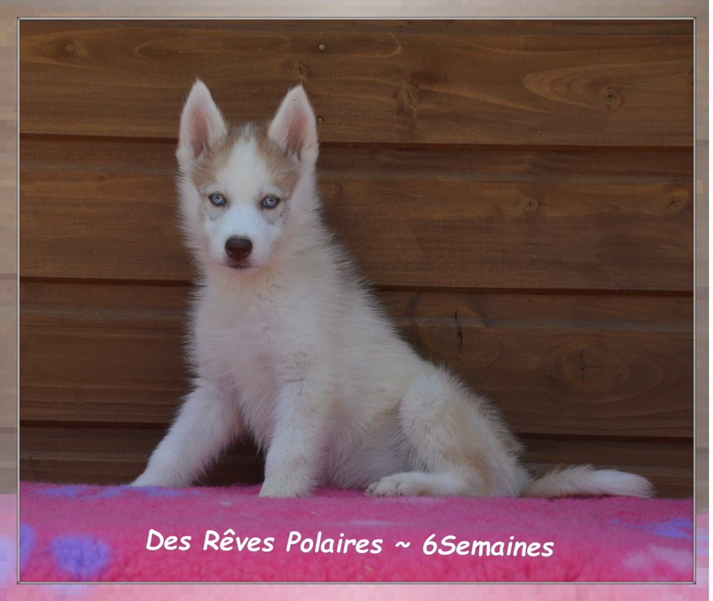 des rèves polaires - Chiots disponibles - Siberian Husky