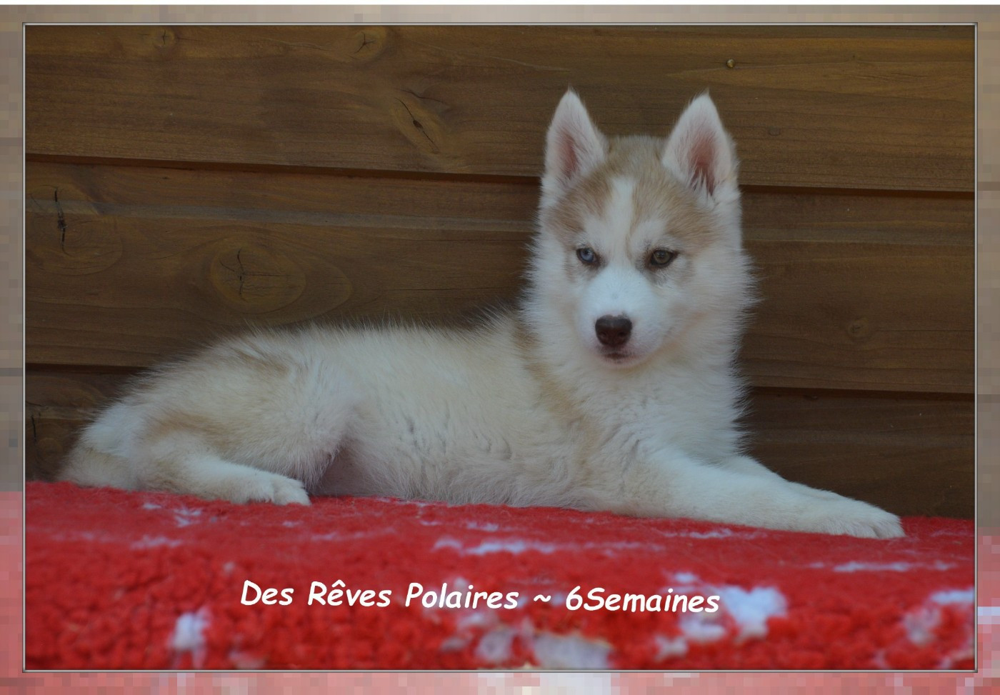 des rèves polaires - Chiots disponibles - Siberian Husky