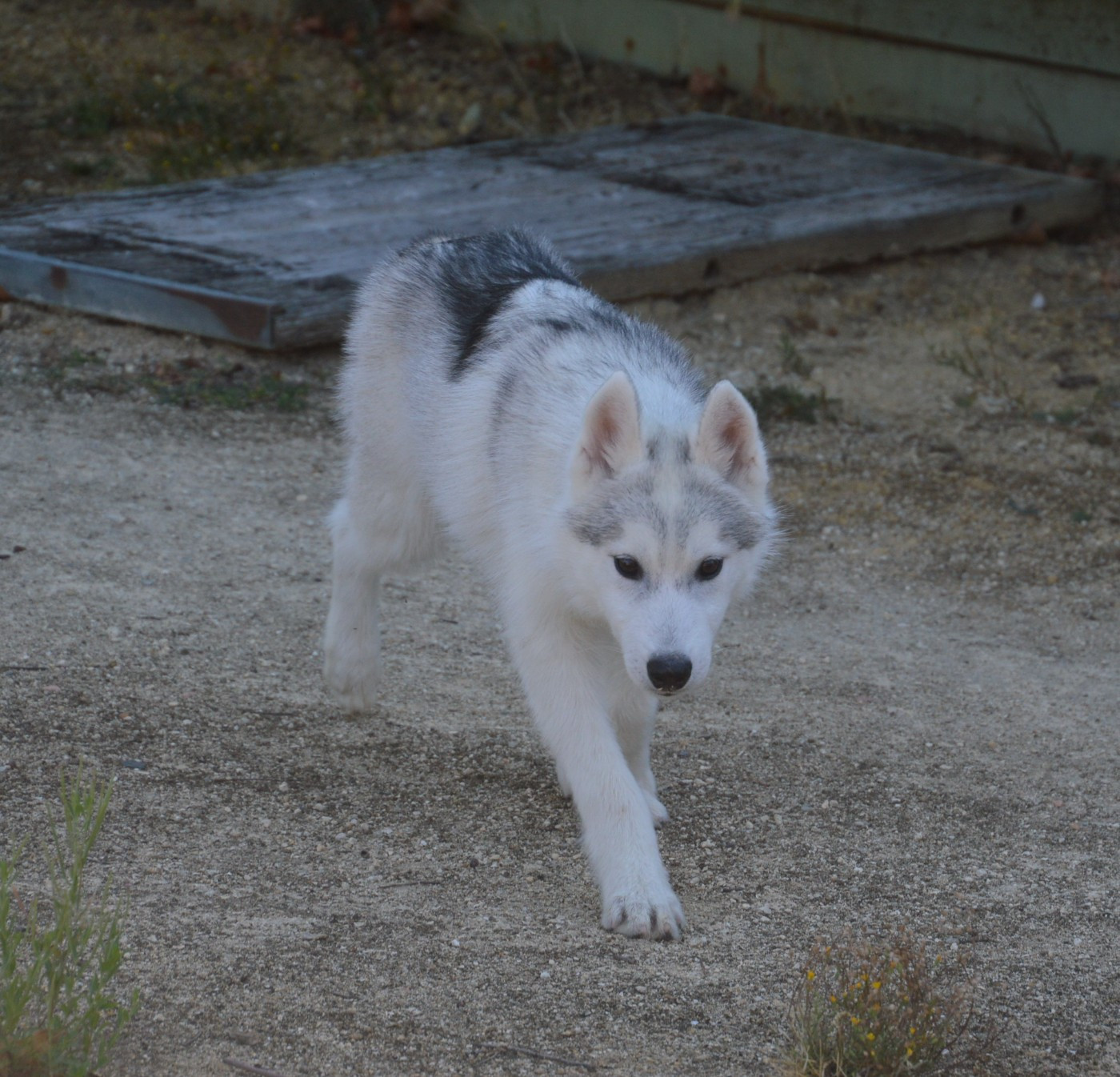 des rèves polaires - Chiots disponibles - Siberian Husky