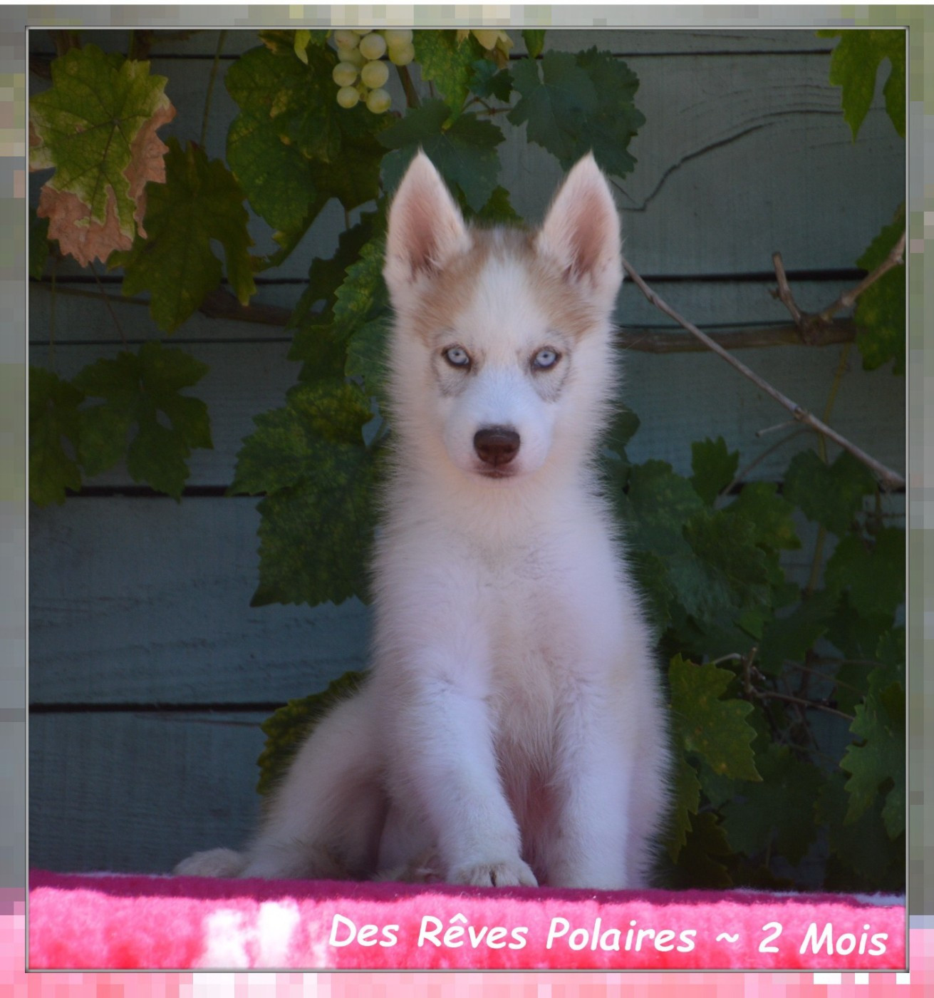 des rèves polaires - Chiots disponibles - Siberian Husky