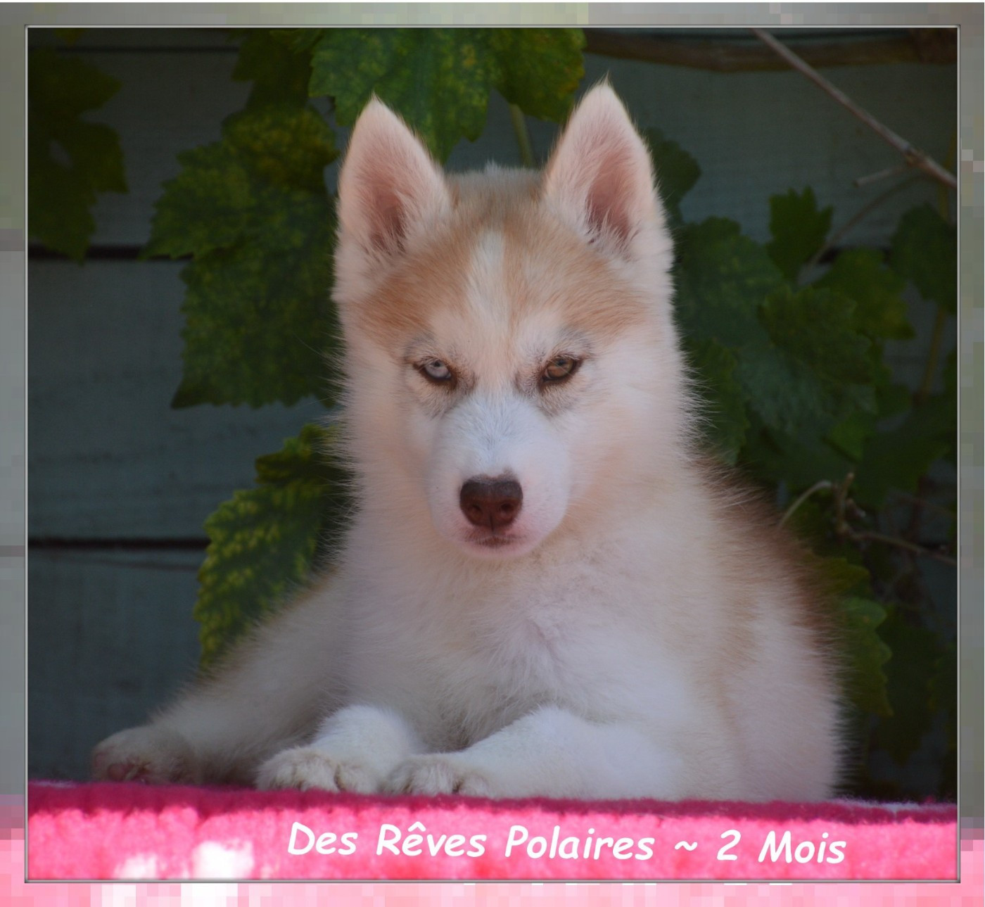 des rèves polaires - Chiots disponibles - Siberian Husky