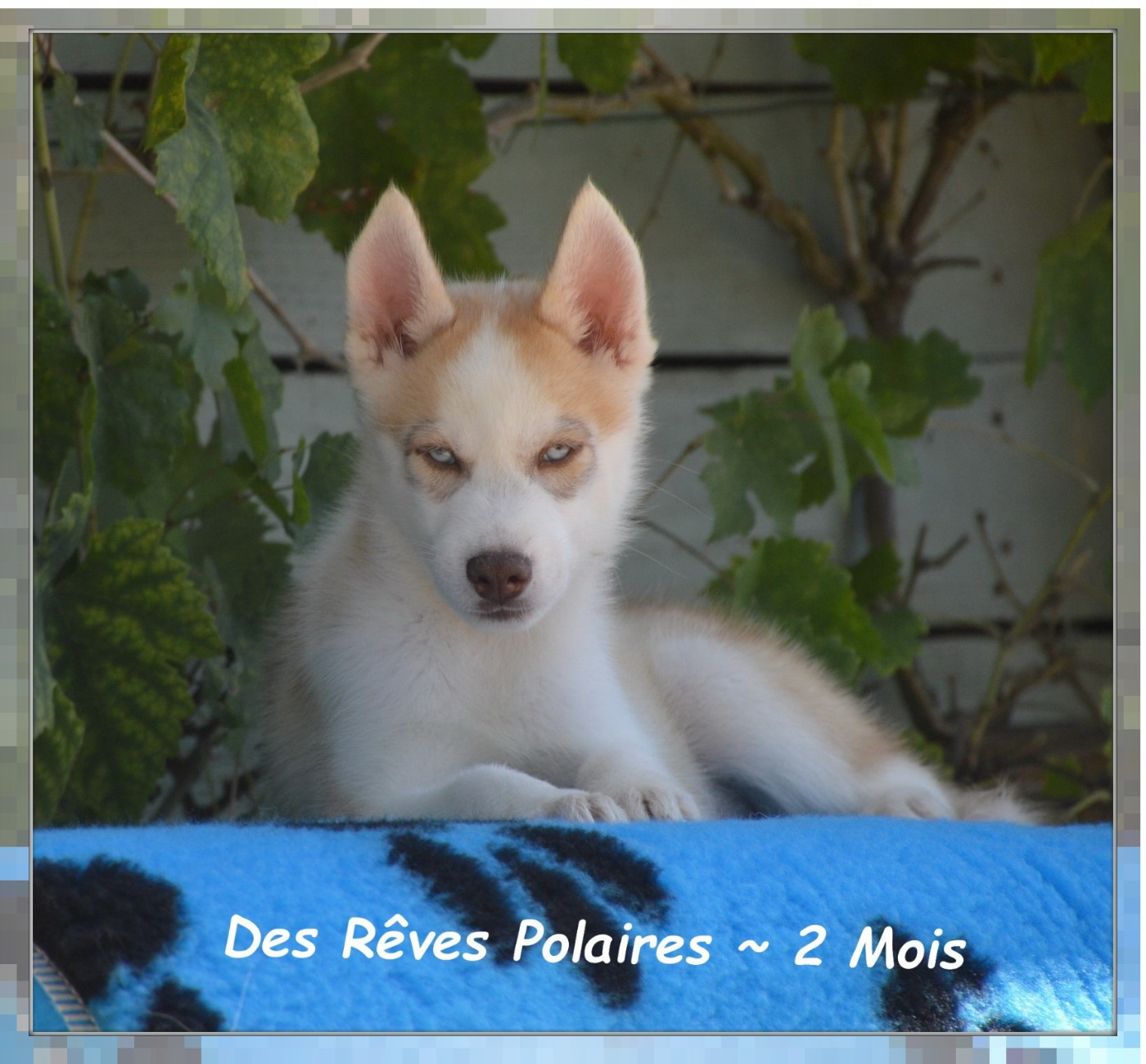 des rèves polaires - Chiots disponibles - Siberian Husky