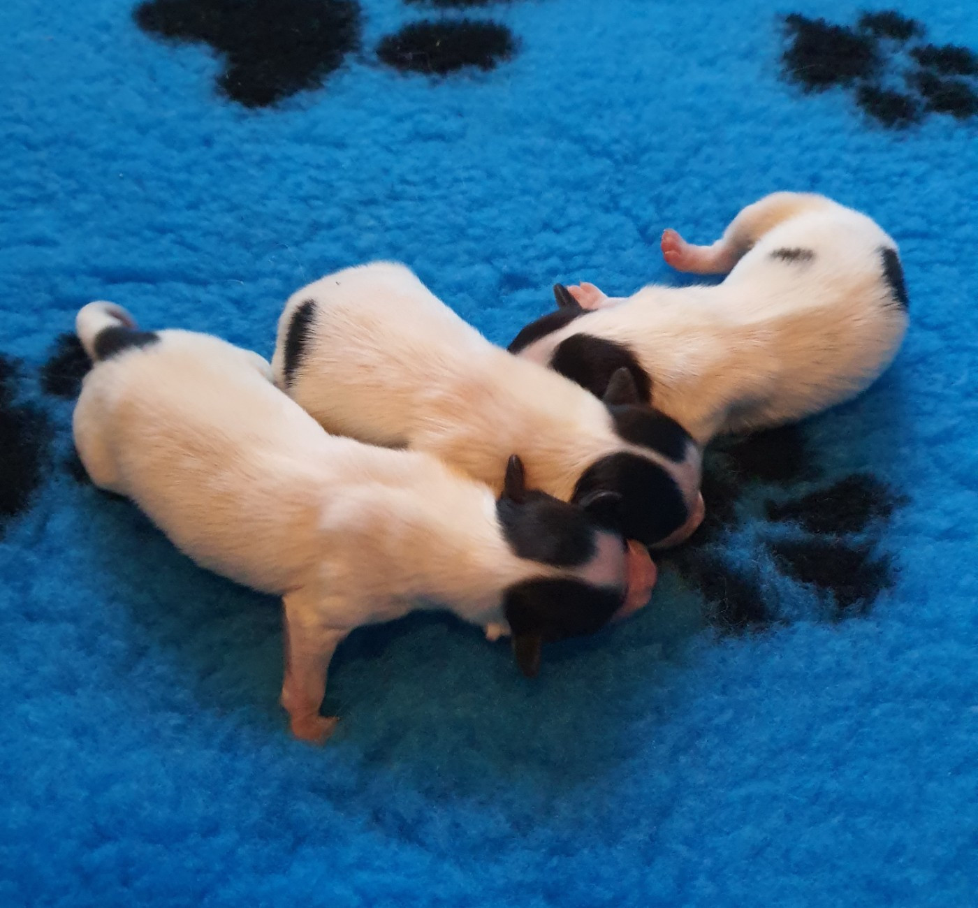 des rèves polaires - Chiots disponibles - Epagneul nain Continental (Papillon)