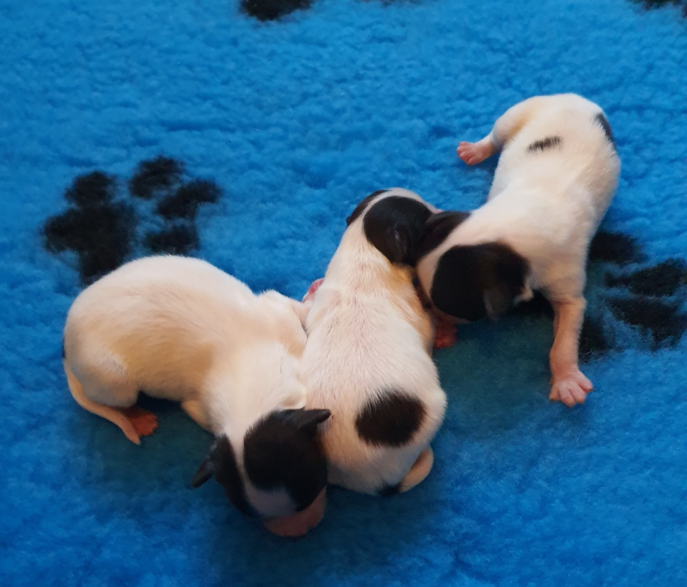 des rèves polaires - Chiots disponibles - Epagneul nain Continental (Papillon)