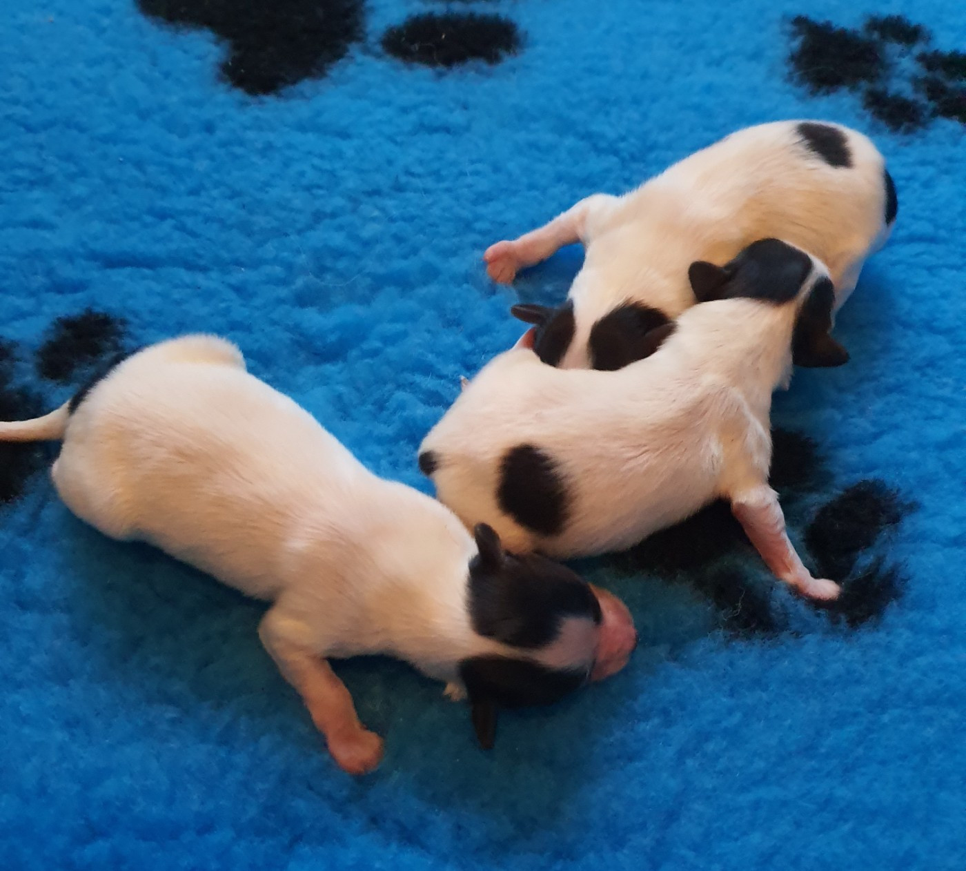 des rèves polaires - Chiots disponibles - Epagneul nain Continental (Papillon)