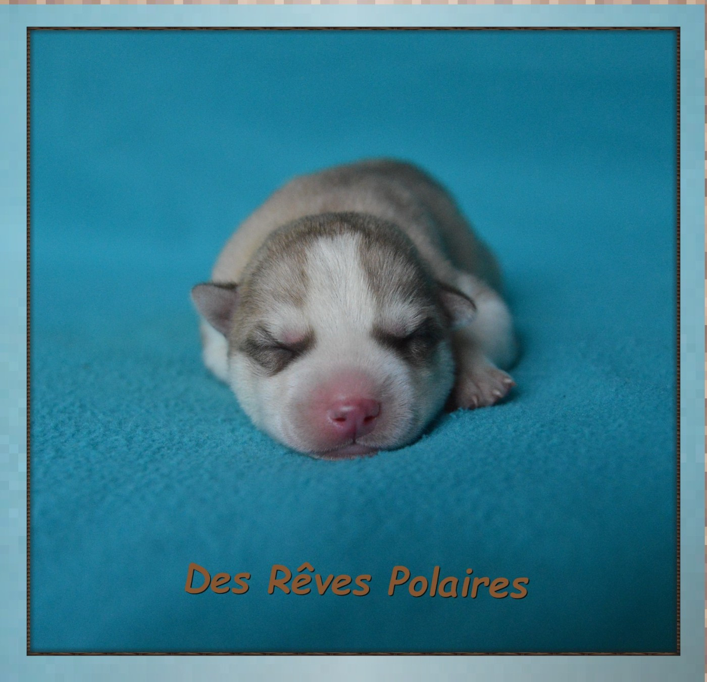 des rèves polaires - Chiots disponibles - Siberian Husky