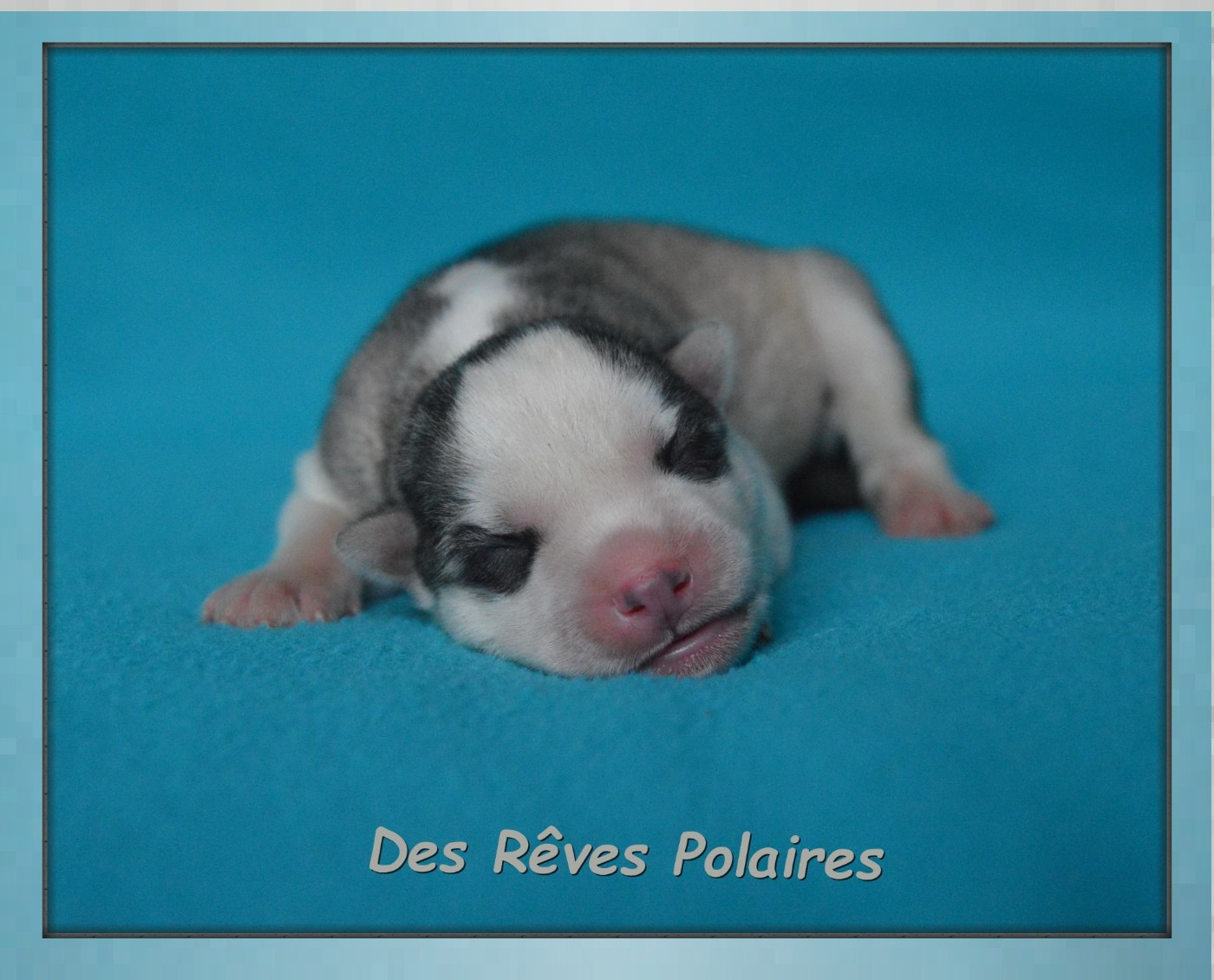 des rèves polaires - Chiots disponibles - Siberian Husky