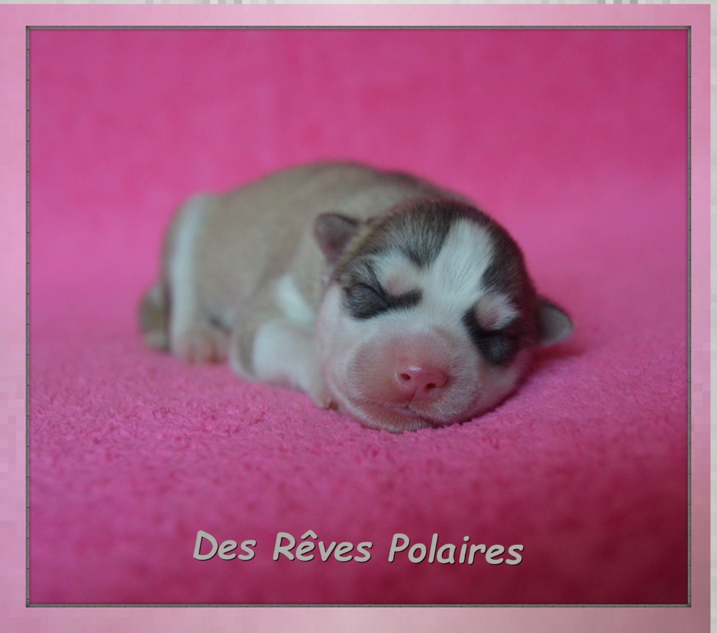 des rèves polaires - Chiots disponibles - Siberian Husky