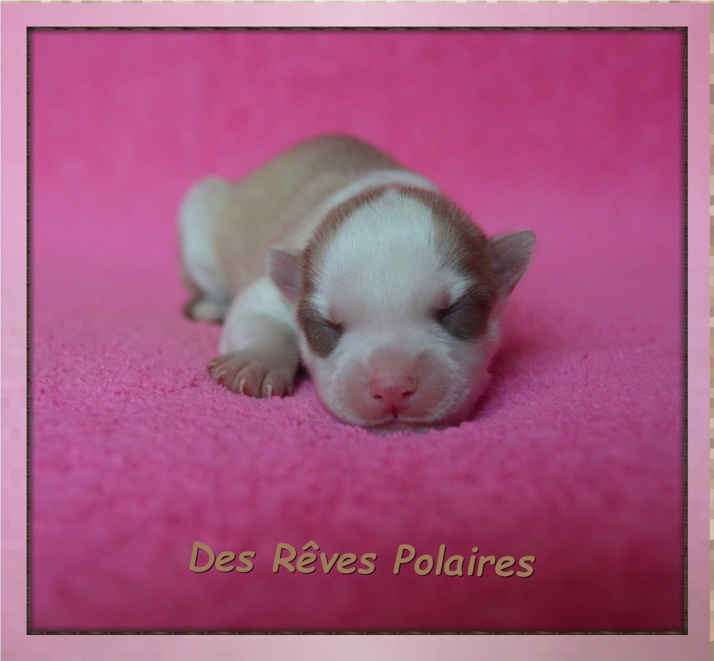 des rèves polaires - Chiots disponibles - Siberian Husky