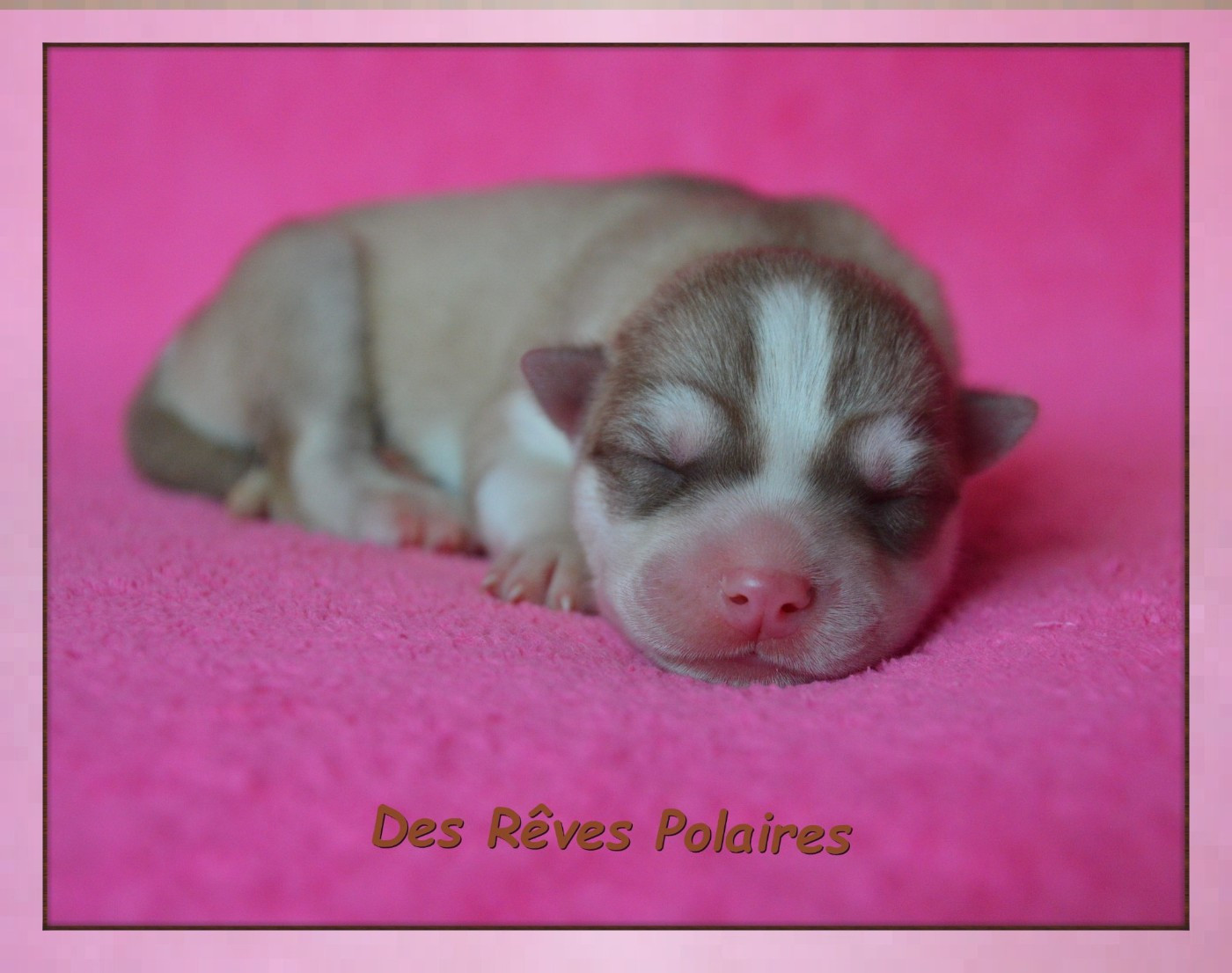 des rèves polaires - Chiots disponibles - Siberian Husky