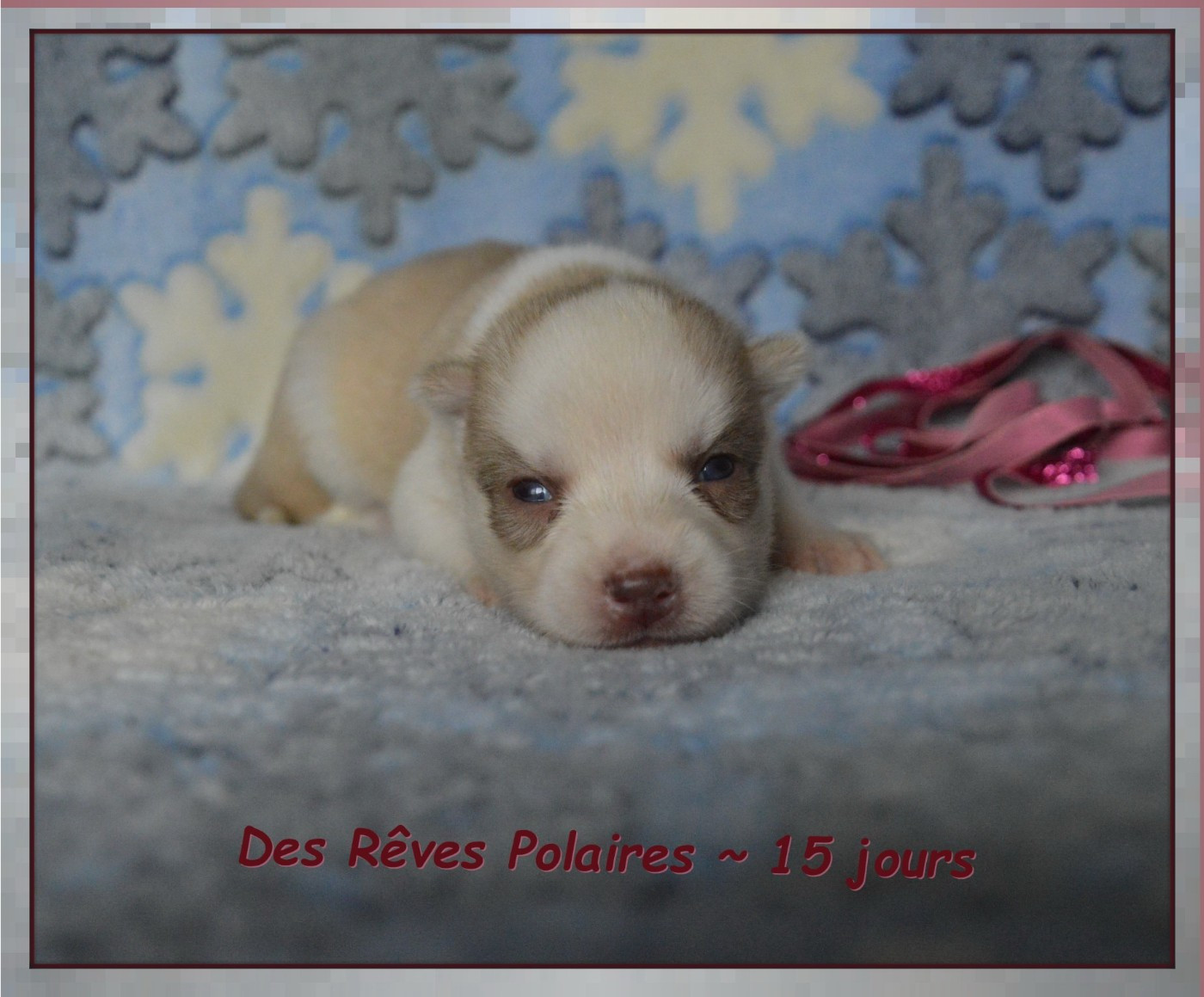 des rèves polaires - Chiots disponibles - Siberian Husky