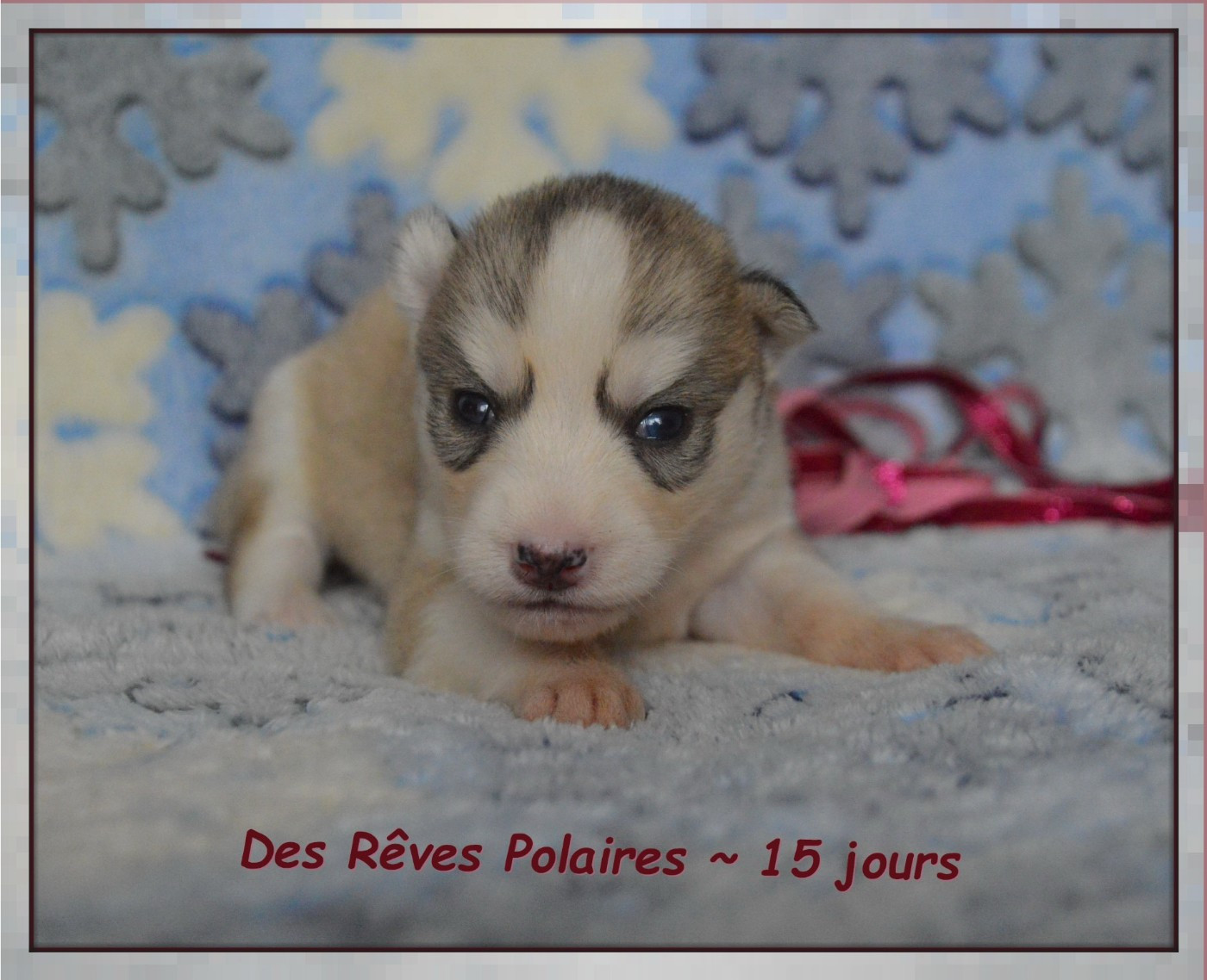des rèves polaires - Chiots disponibles - Siberian Husky
