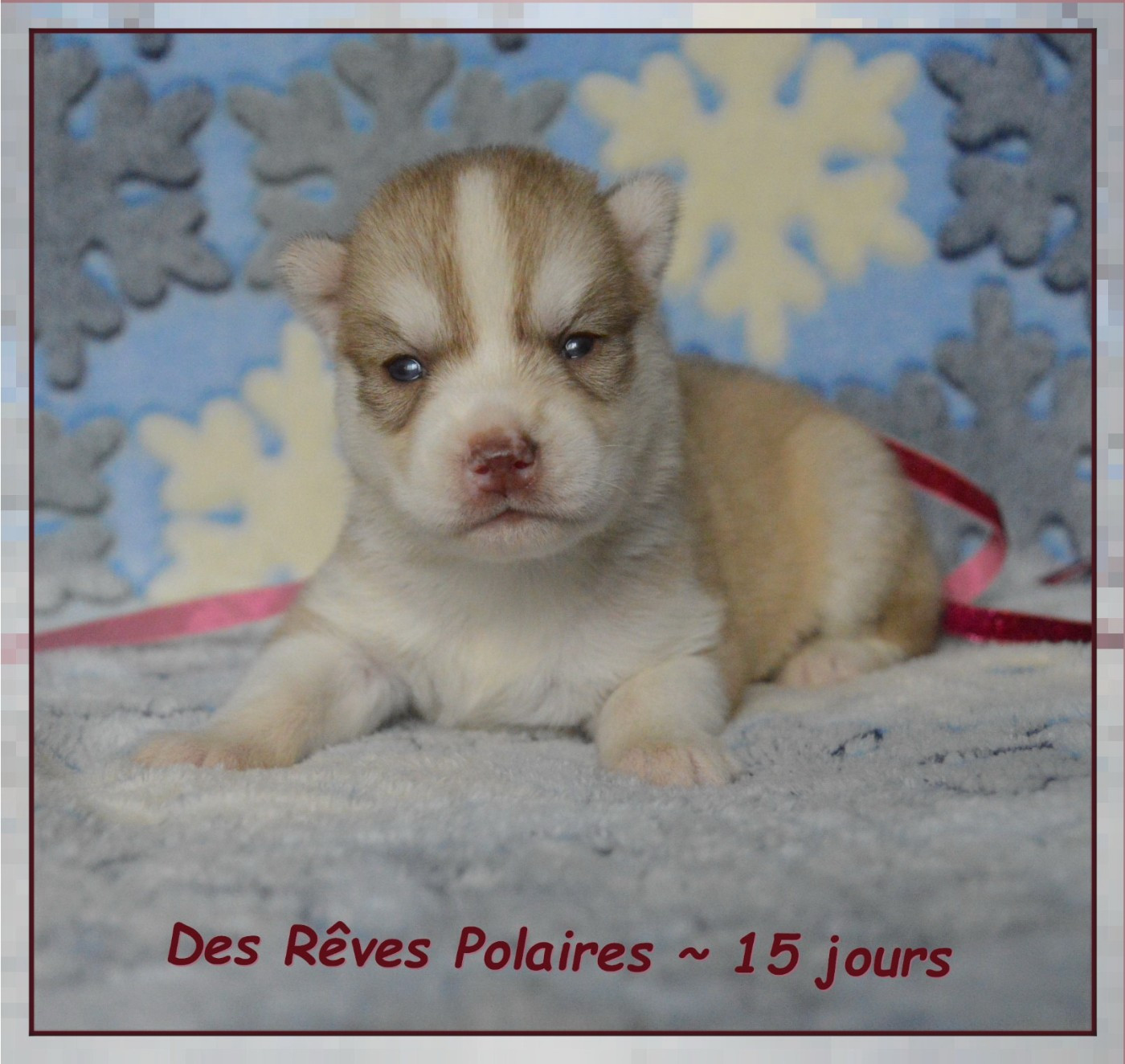 des rèves polaires - Chiots disponibles - Siberian Husky