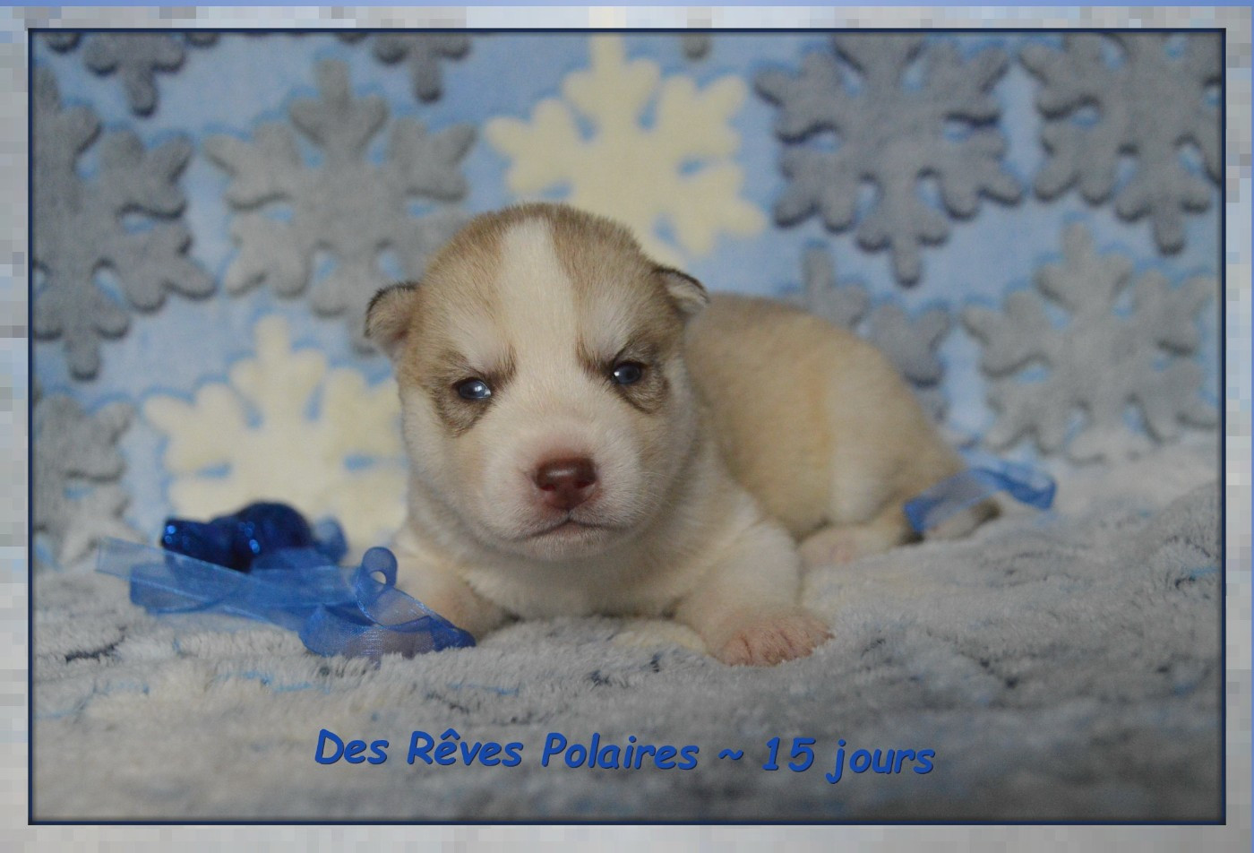 des rèves polaires - Chiots disponibles - Siberian Husky