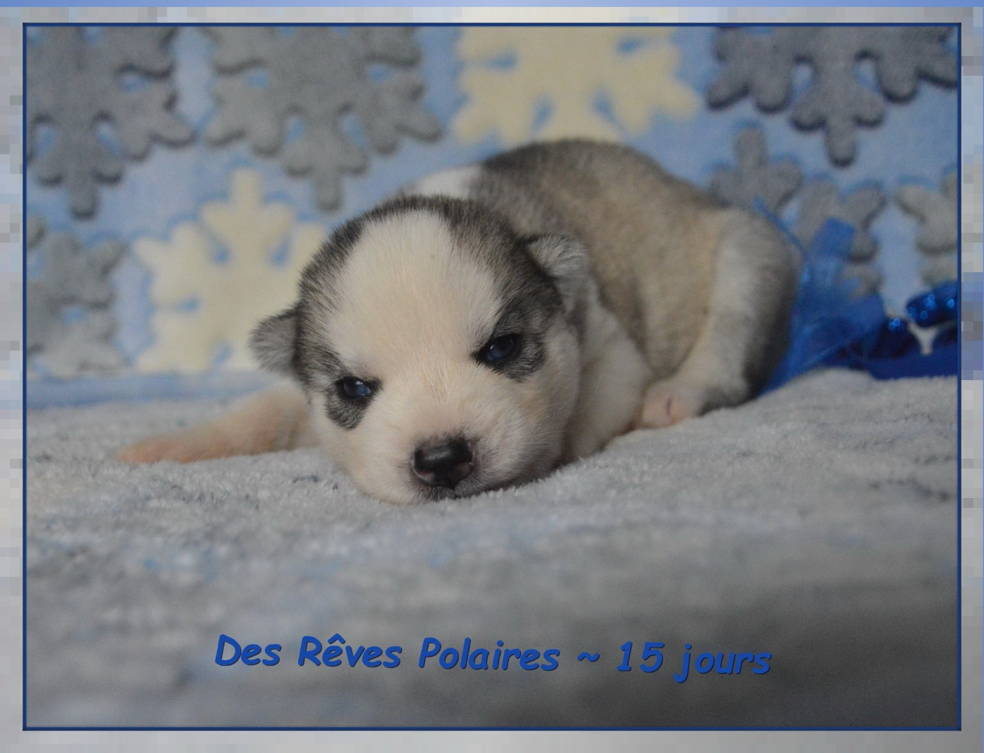 des rèves polaires - Chiots disponibles - Siberian Husky