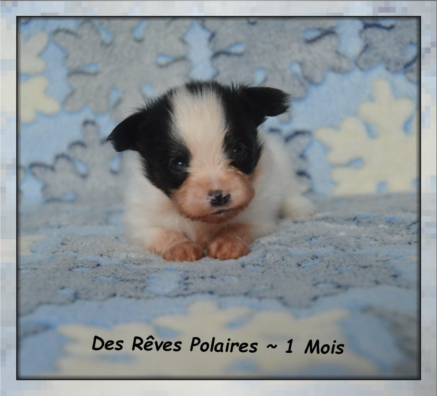 des rèves polaires - Chiots disponibles - Epagneul nain Continental (Papillon)