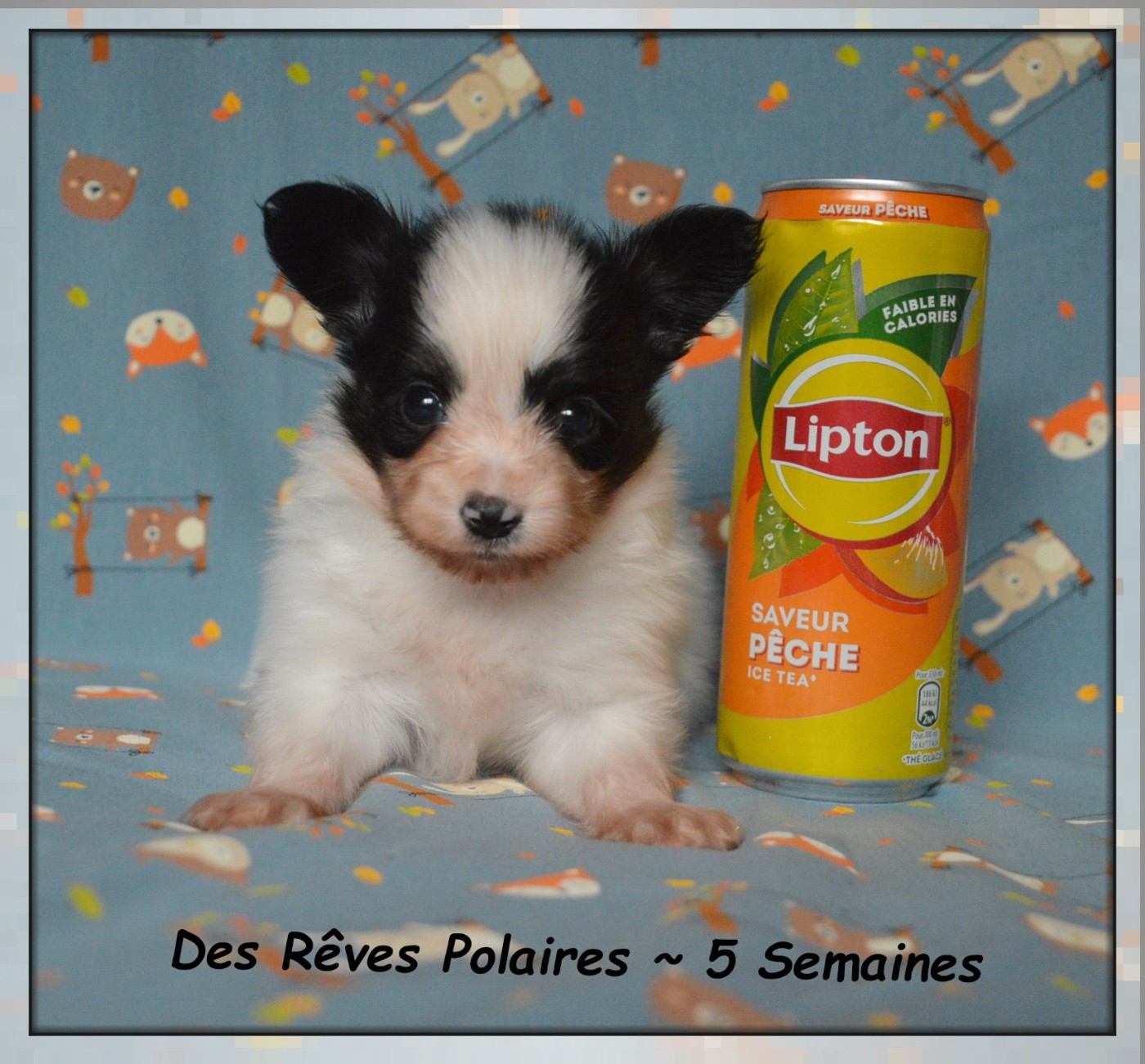 des rèves polaires - Chiots disponibles - Epagneul nain Continental (Papillon)