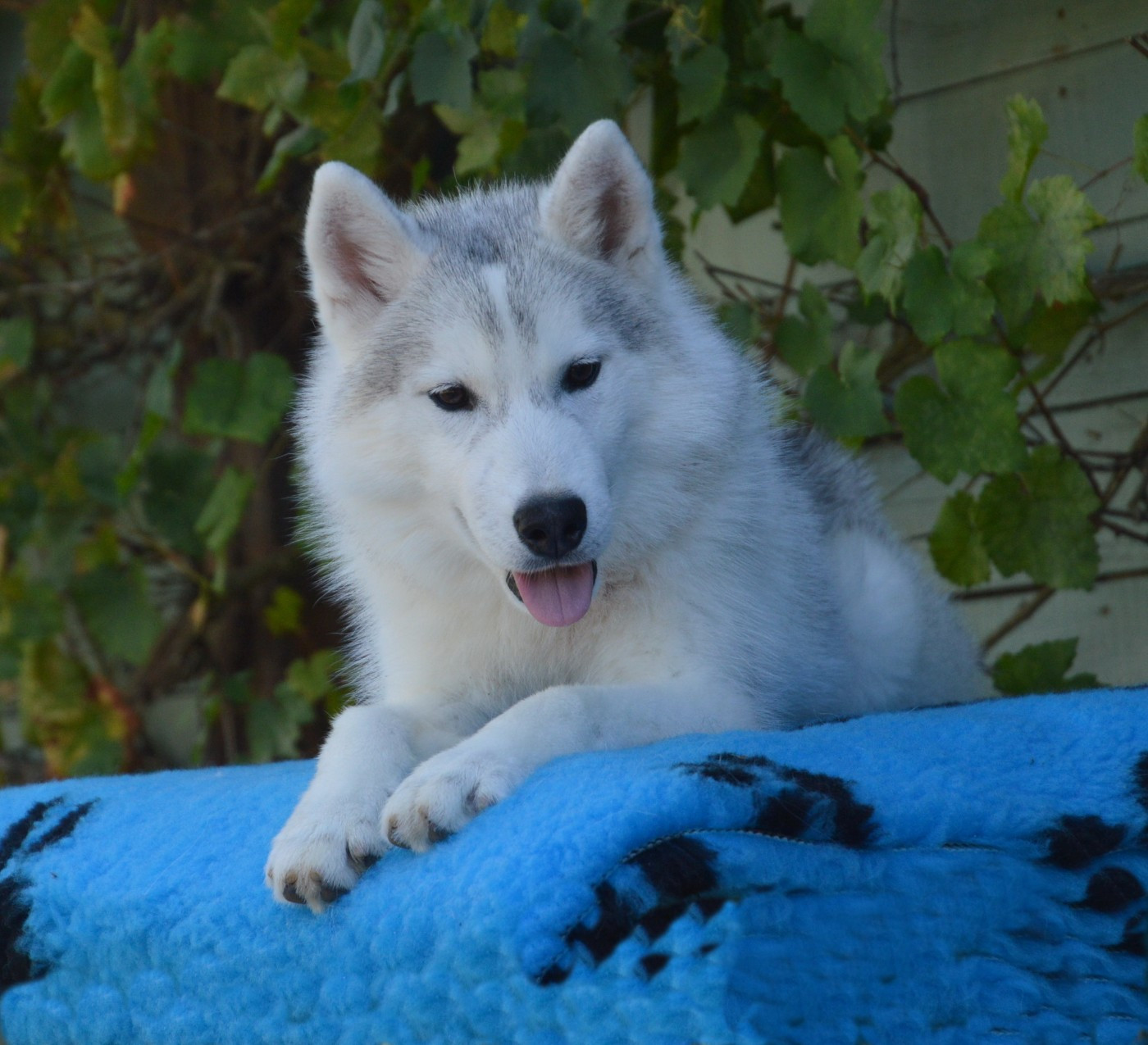 des rèves polaires - Chiots disponibles - Siberian Husky