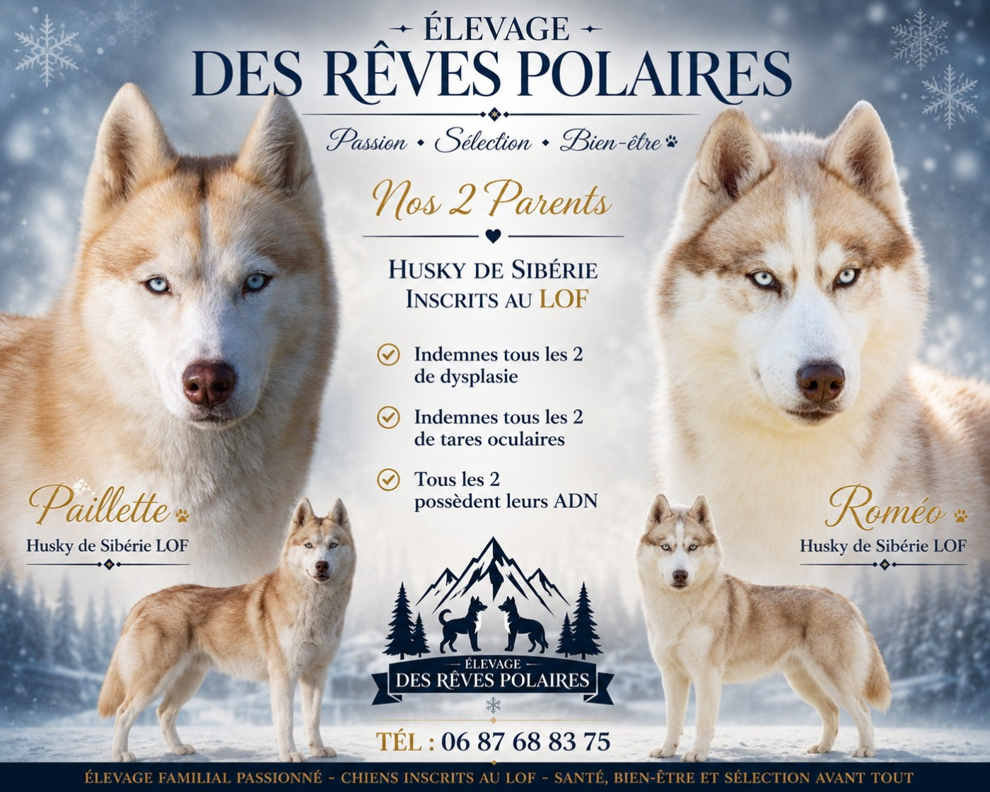 des rèves polaires - Siberian Husky - Portée née le 11/06/2026