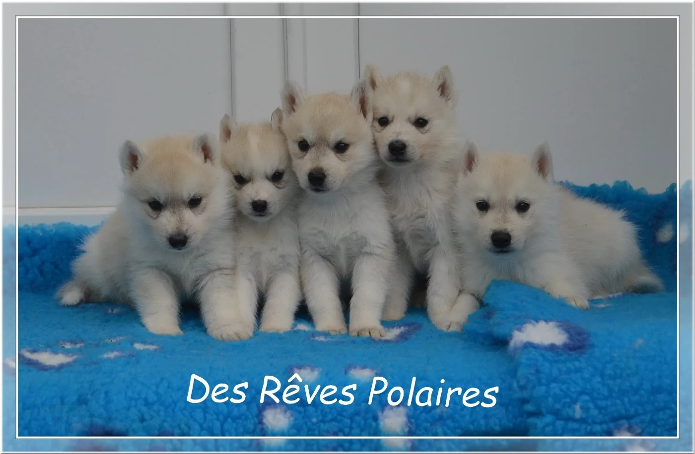 Chiot Siberian Husky des rèves polaires