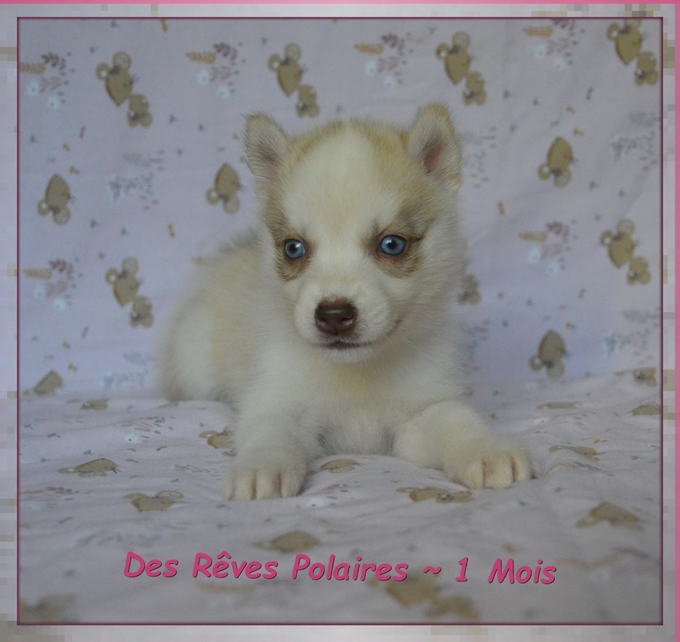 des rèves polaires - Chiots disponibles - Siberian Husky