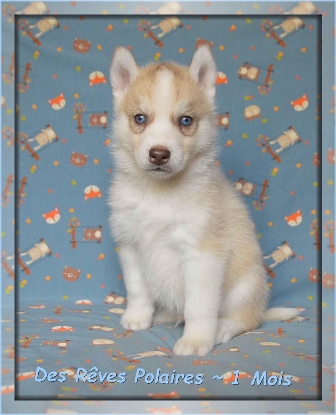 des rèves polaires - Chiots disponibles - Siberian Husky