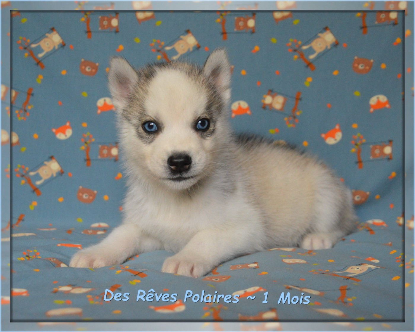 des rèves polaires - Chiots disponibles - Siberian Husky