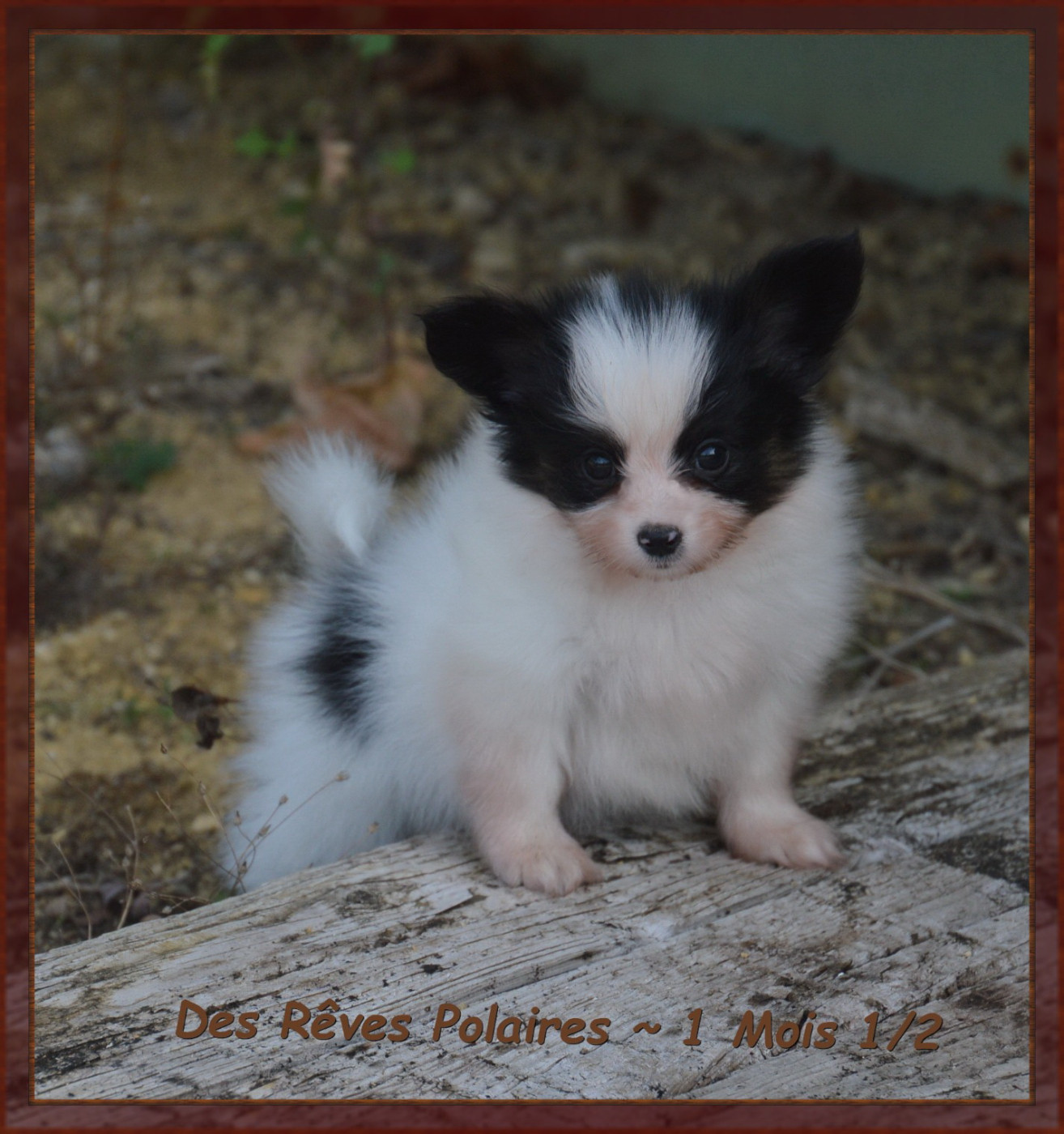 des rèves polaires - Chiots disponibles - Epagneul nain Continental (Papillon)