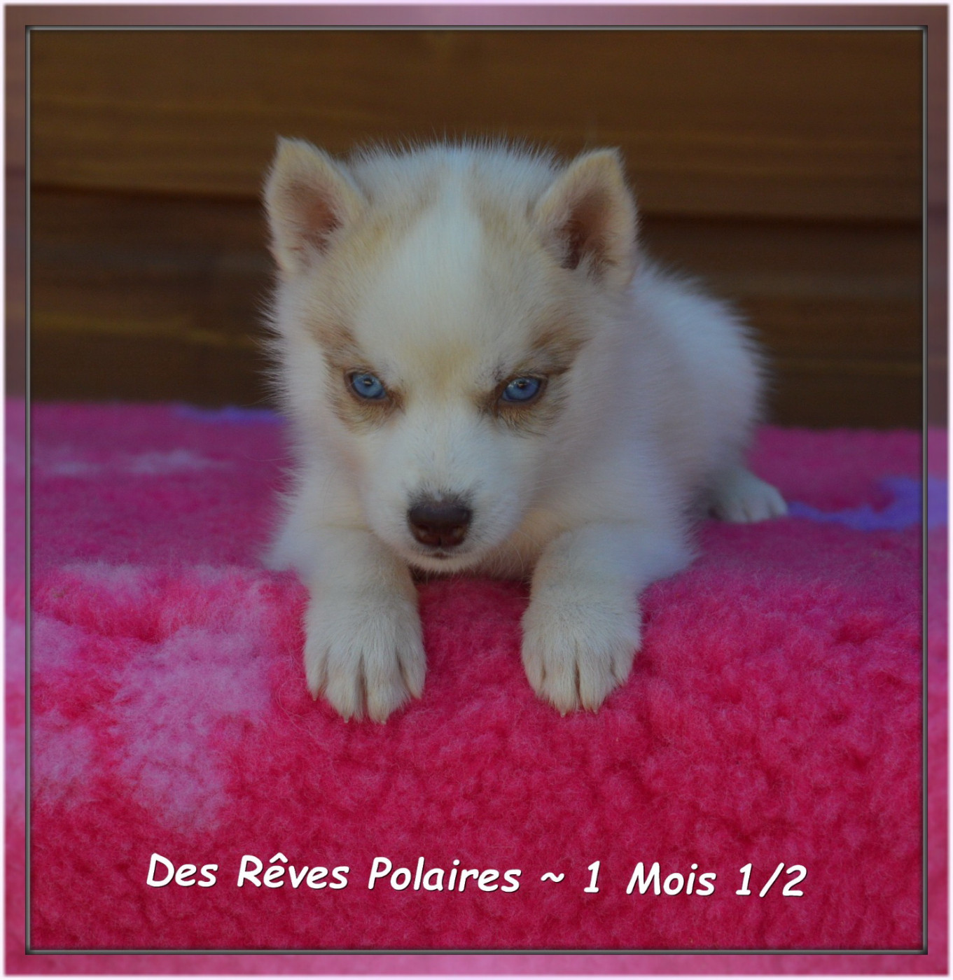 des rèves polaires - Chiots disponibles - Siberian Husky