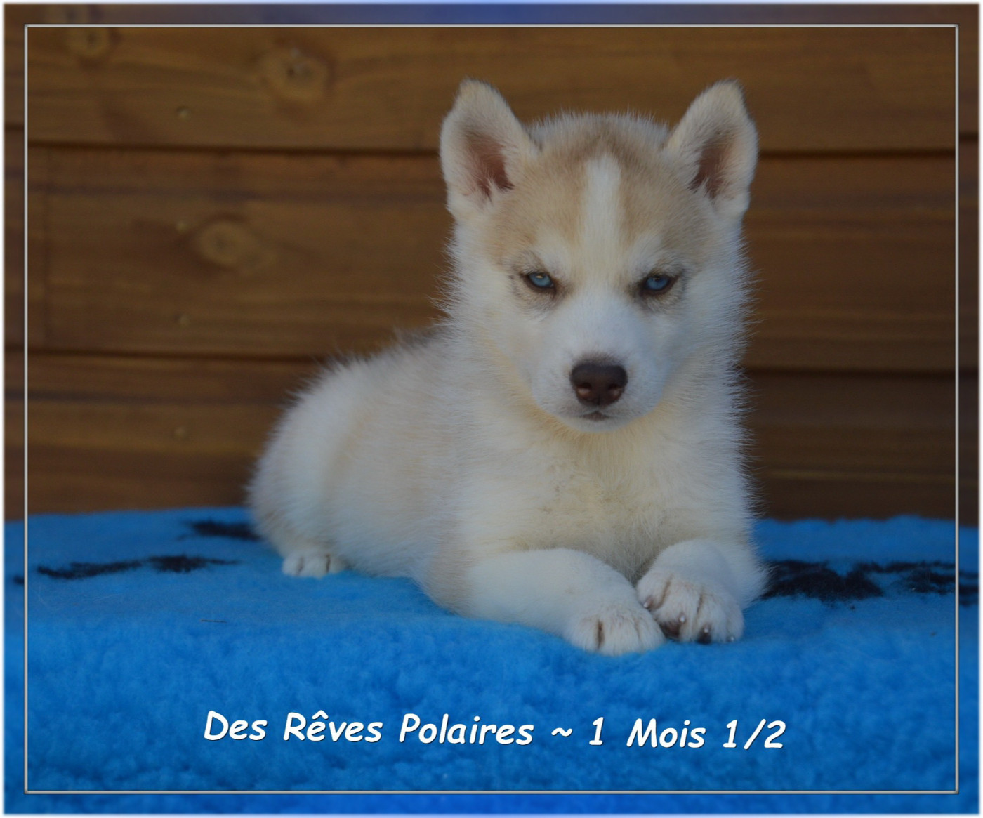 des rèves polaires - Chiots disponibles - Siberian Husky