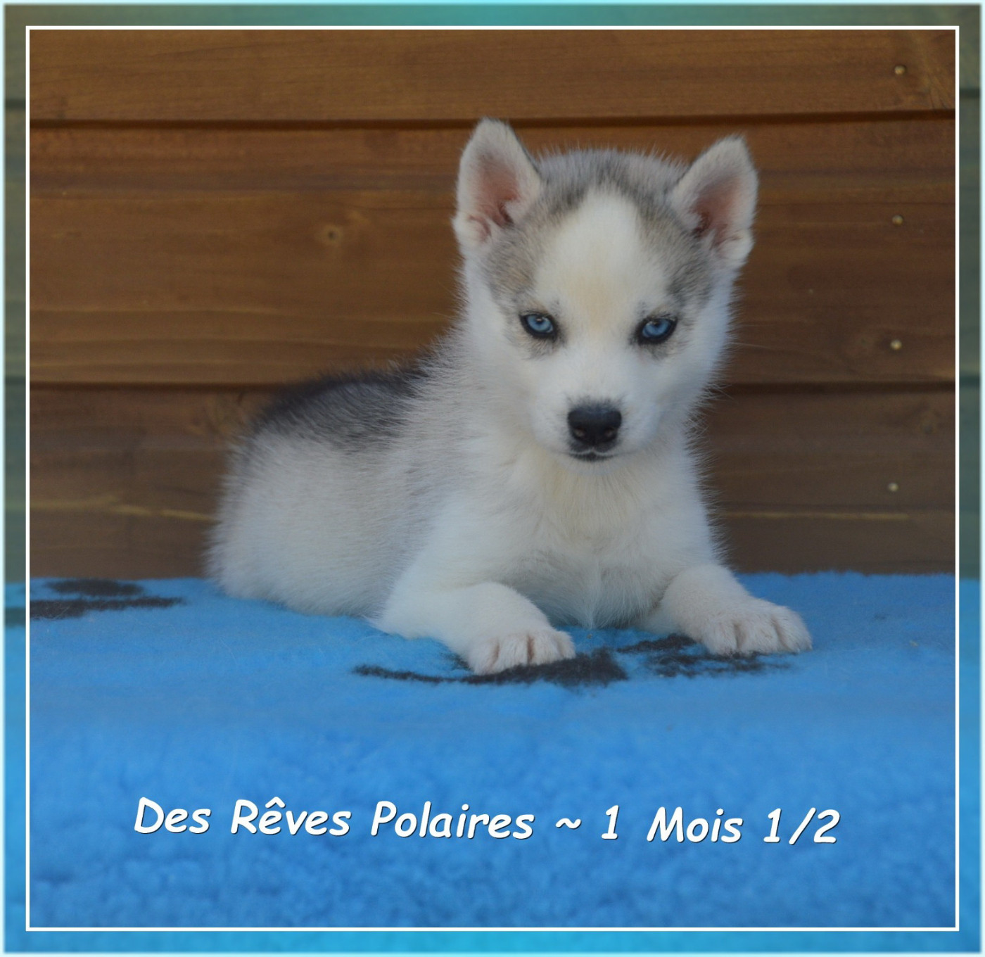 des rèves polaires - Chiots disponibles - Siberian Husky