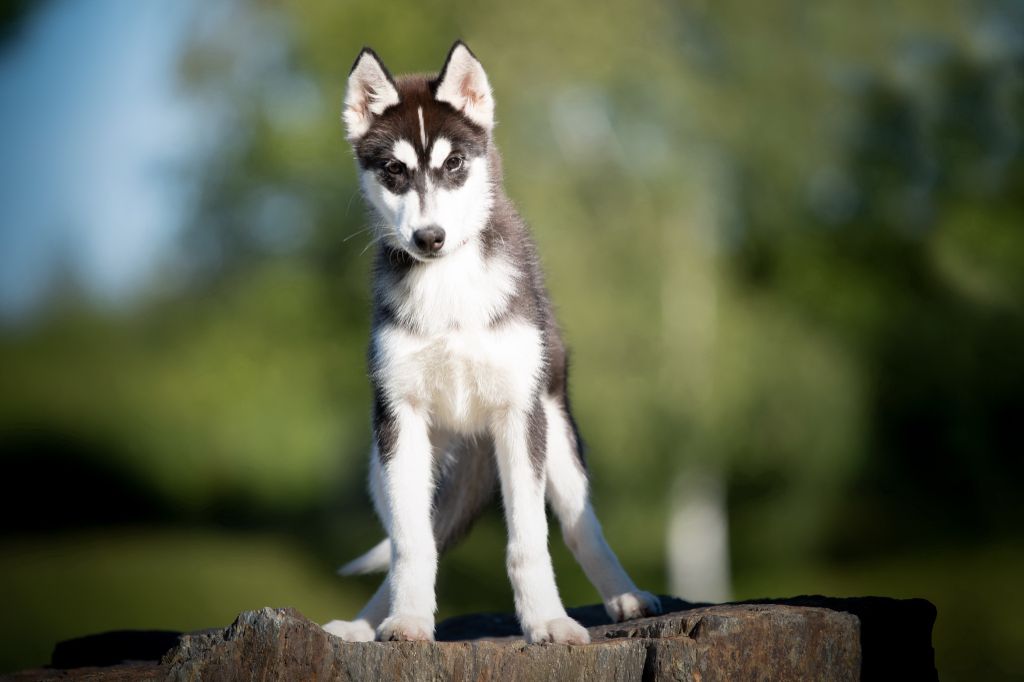Chiot Siberian Husky des rèves polaires