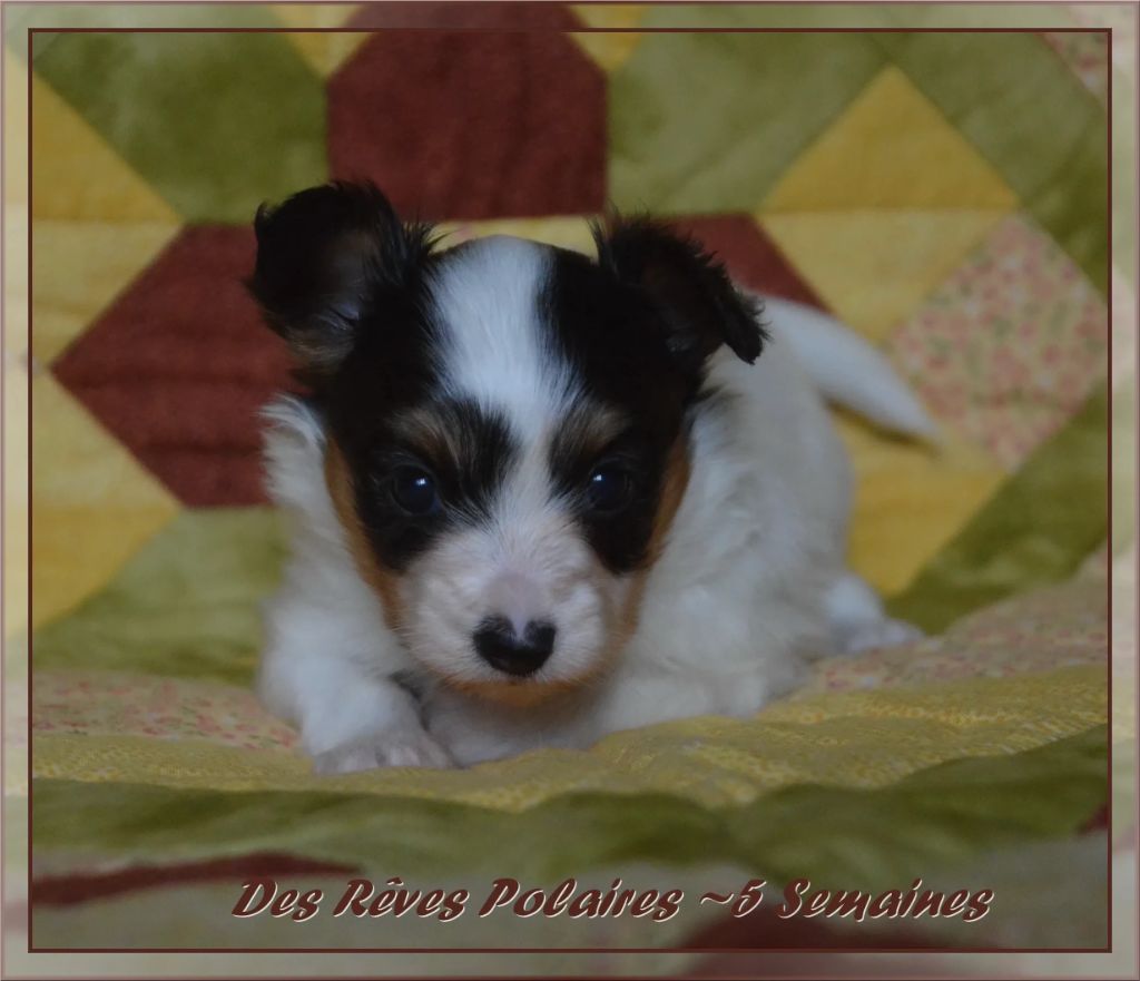 des rèves polaires - Chiots disponibles - Epagneul nain Continental (Papillon)