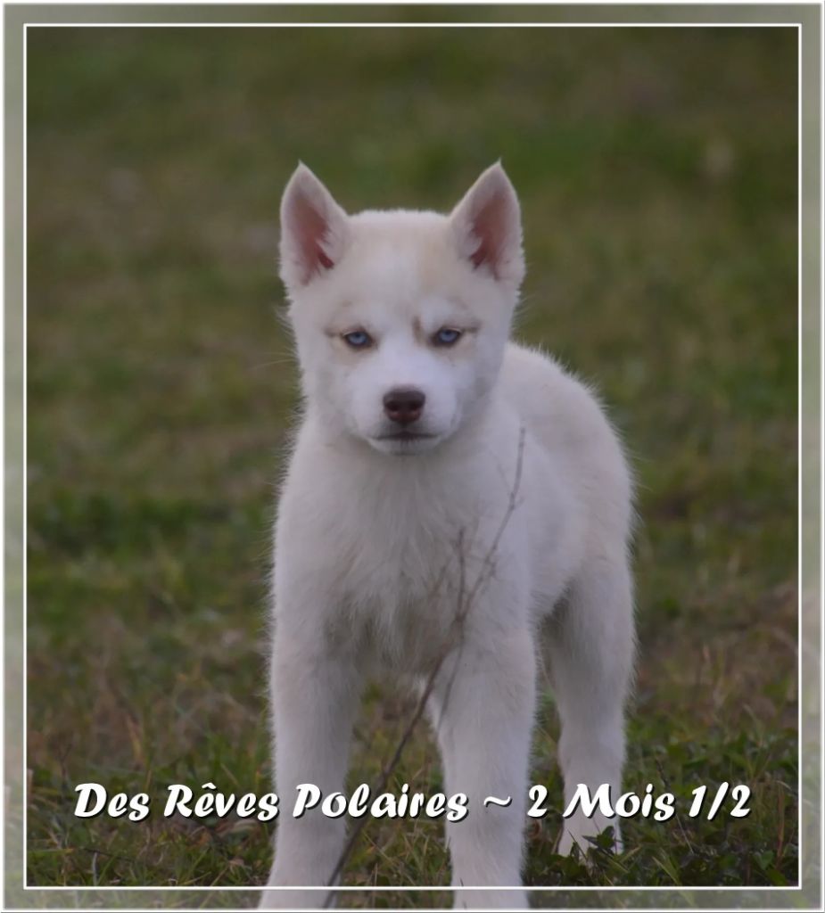 des rèves polaires - Chiots disponibles - Siberian Husky