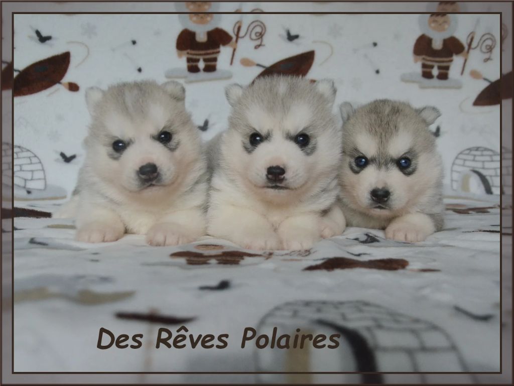 Chiot Siberian Husky des rèves polaires