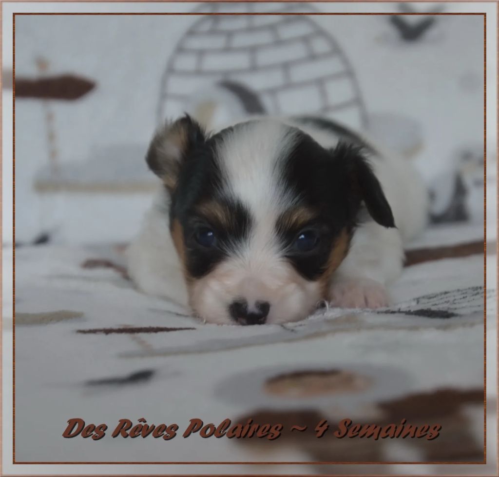 des rèves polaires - Chiots disponibles - Epagneul nain Continental (Papillon)