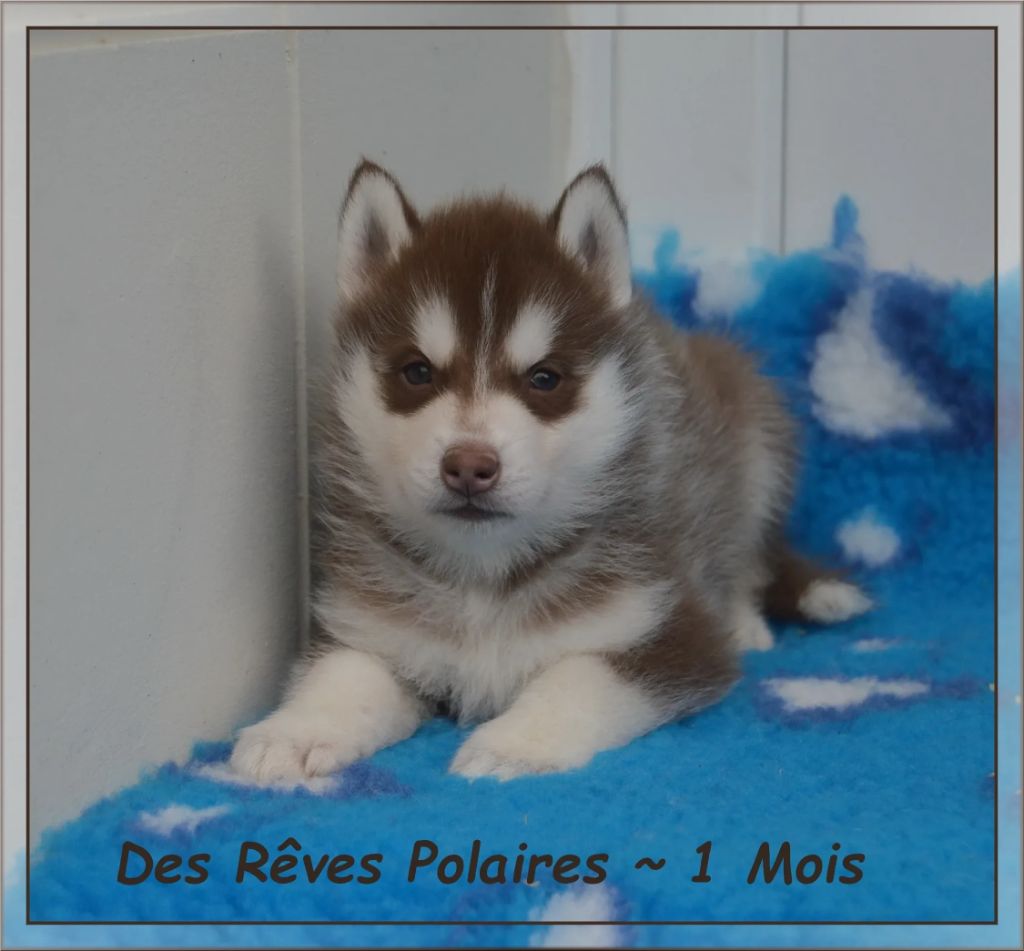 des rèves polaires - Chiots disponibles - Siberian Husky