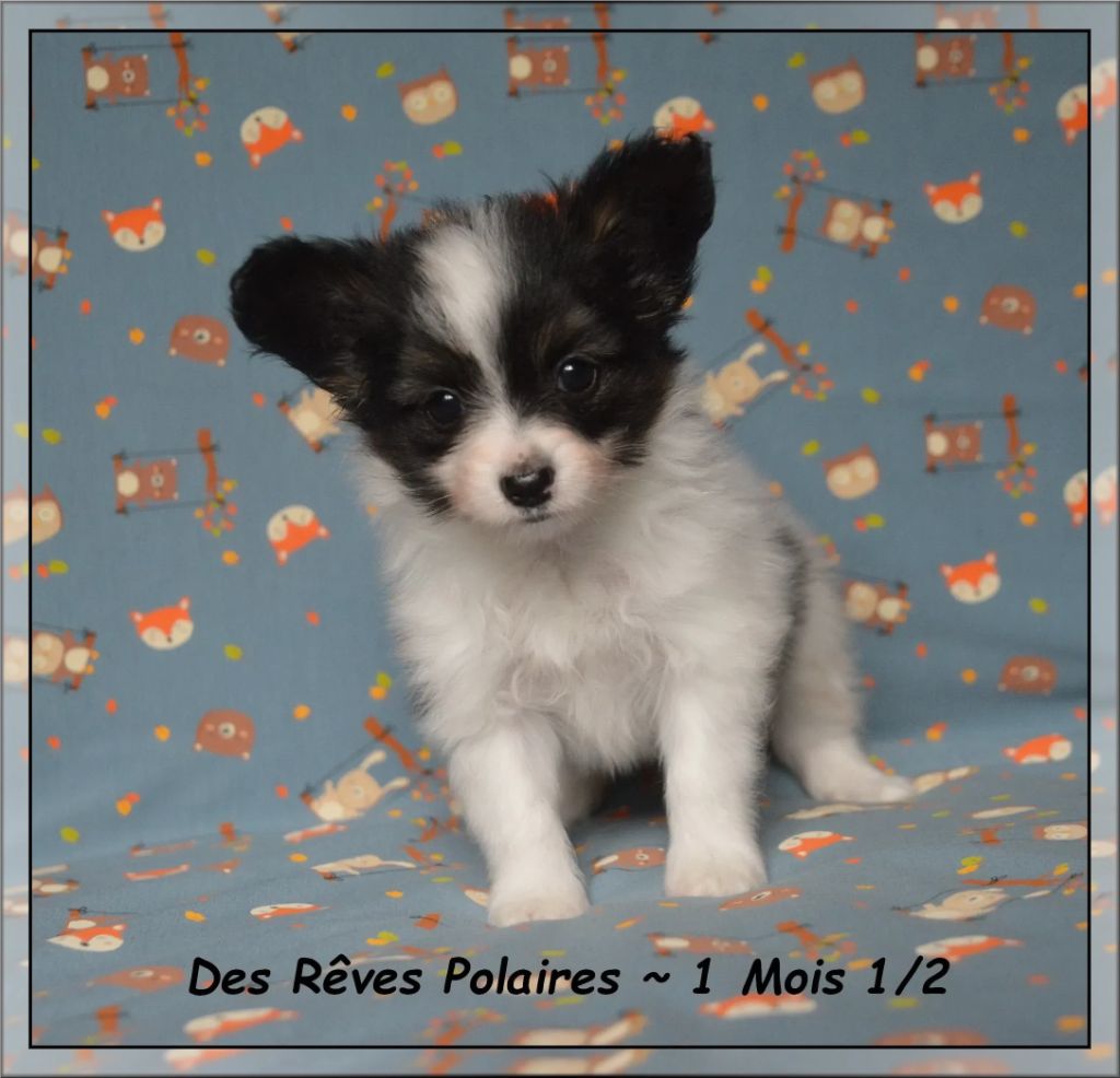 des rèves polaires - Chiots disponibles - Epagneul nain Continental (Papillon)