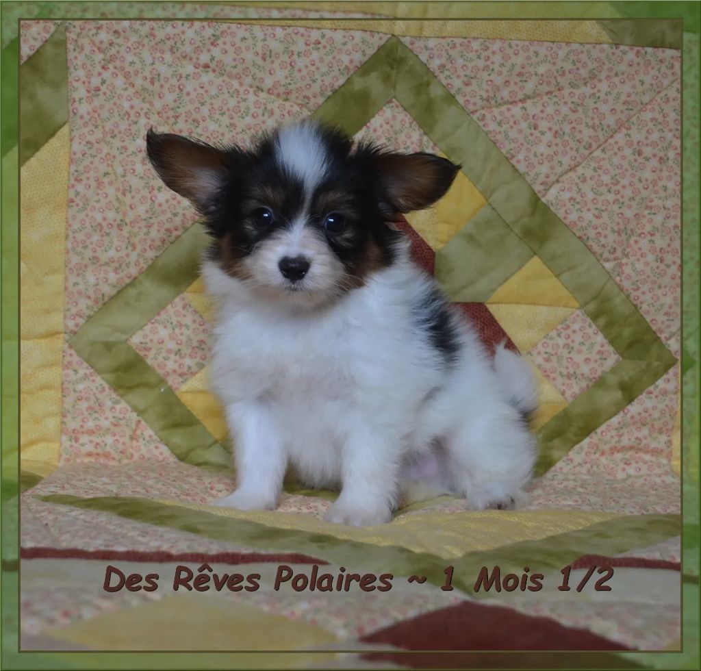 des rèves polaires - Chiots disponibles - Epagneul nain Continental (Papillon)