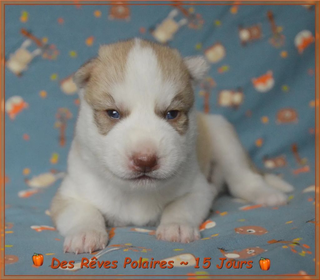 des rèves polaires - Chiots disponibles - Siberian Husky